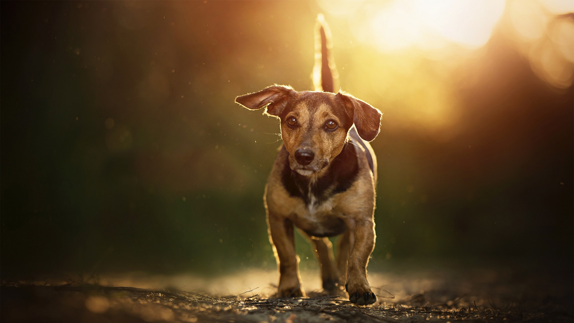 Brown and White Short Coated Dog on Black Soil. Wallpaper in 1920x1080 Resolution
