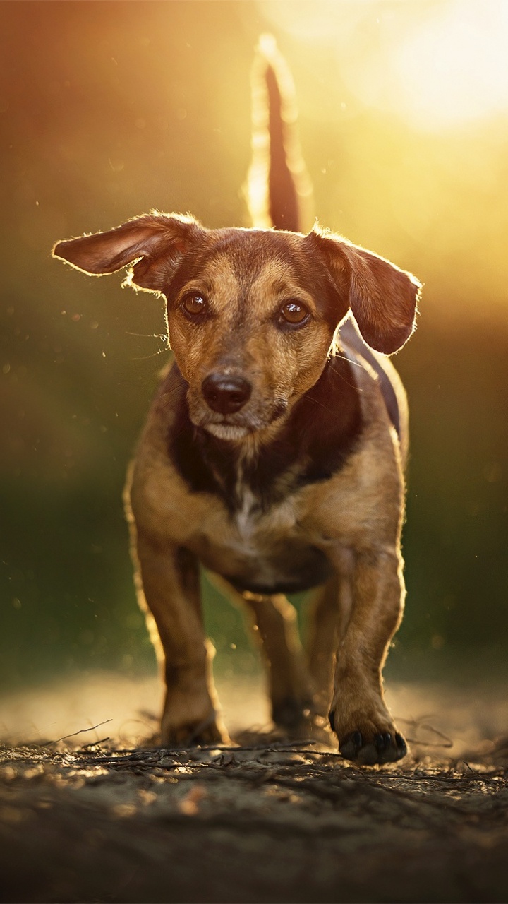 Brown and White Short Coated Dog on Black Soil. Wallpaper in 720x1280 Resolution