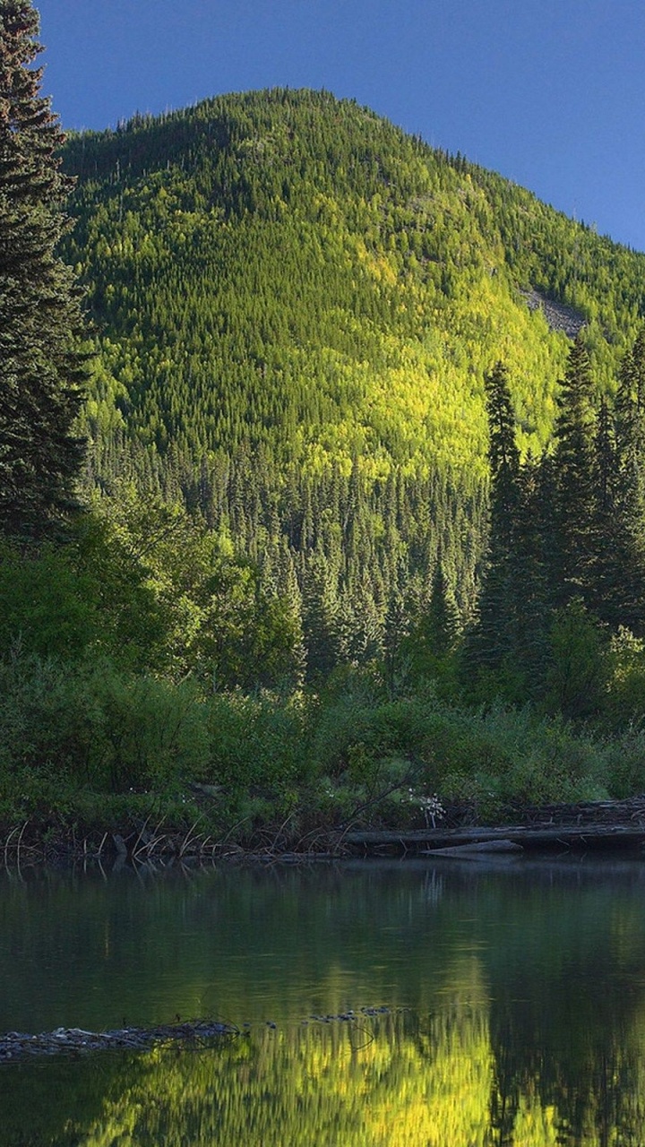 Green Trees Beside Lake Under Blue Sky During Daytime. Wallpaper in 720x1280 Resolution