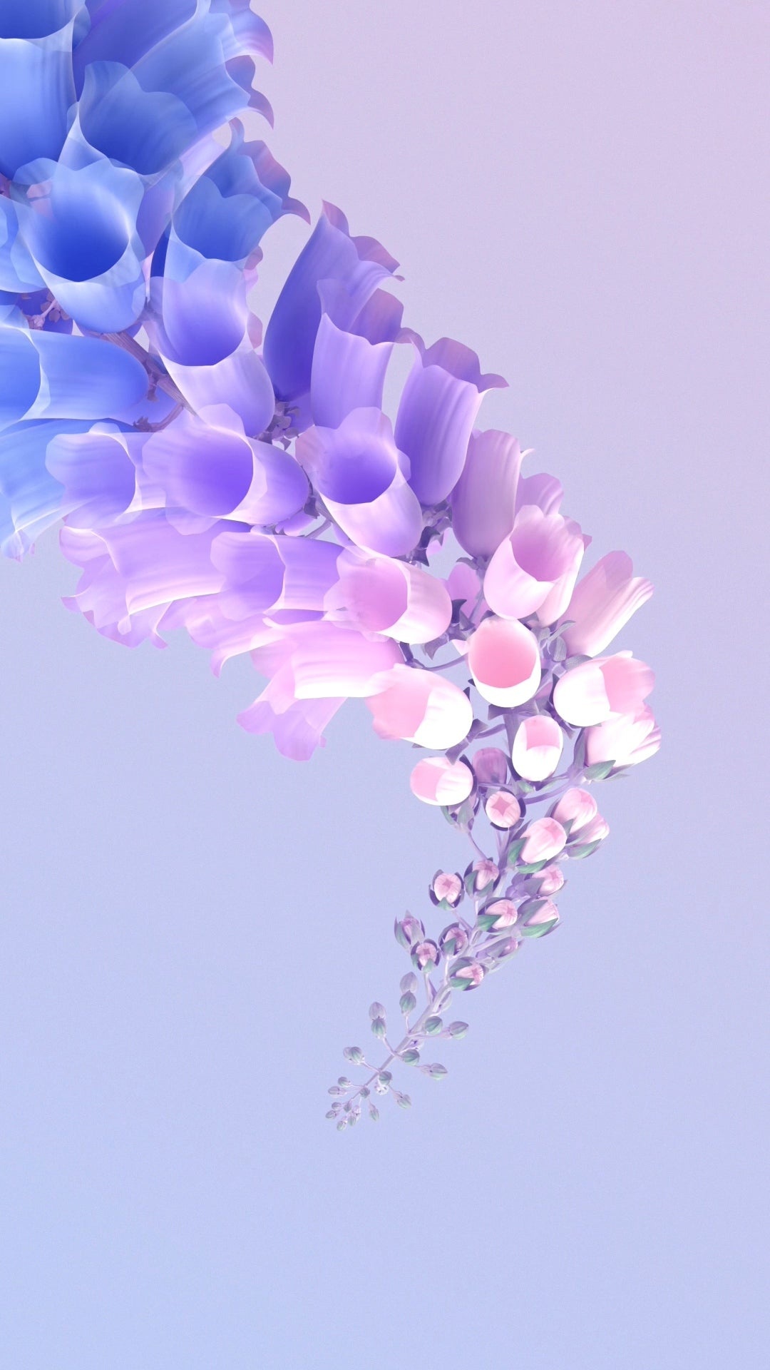 Flower, Flowering Plant, Plant, Petal, Purple. Wallpaper in 1080x1920 Resolution