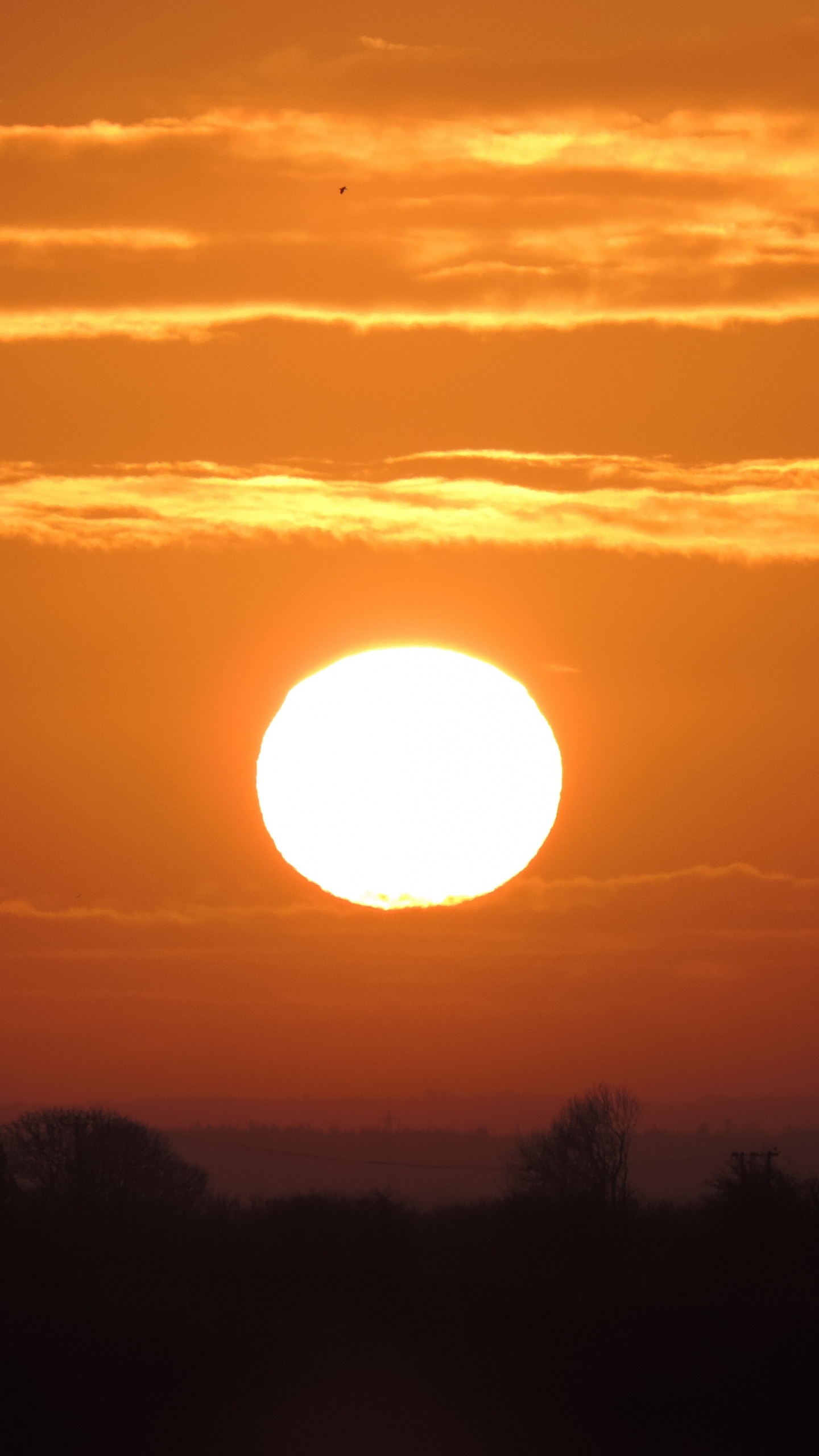 Silhouette Von Bäumen Bei Sonnenuntergang. Wallpaper in 1440x2560 Resolution