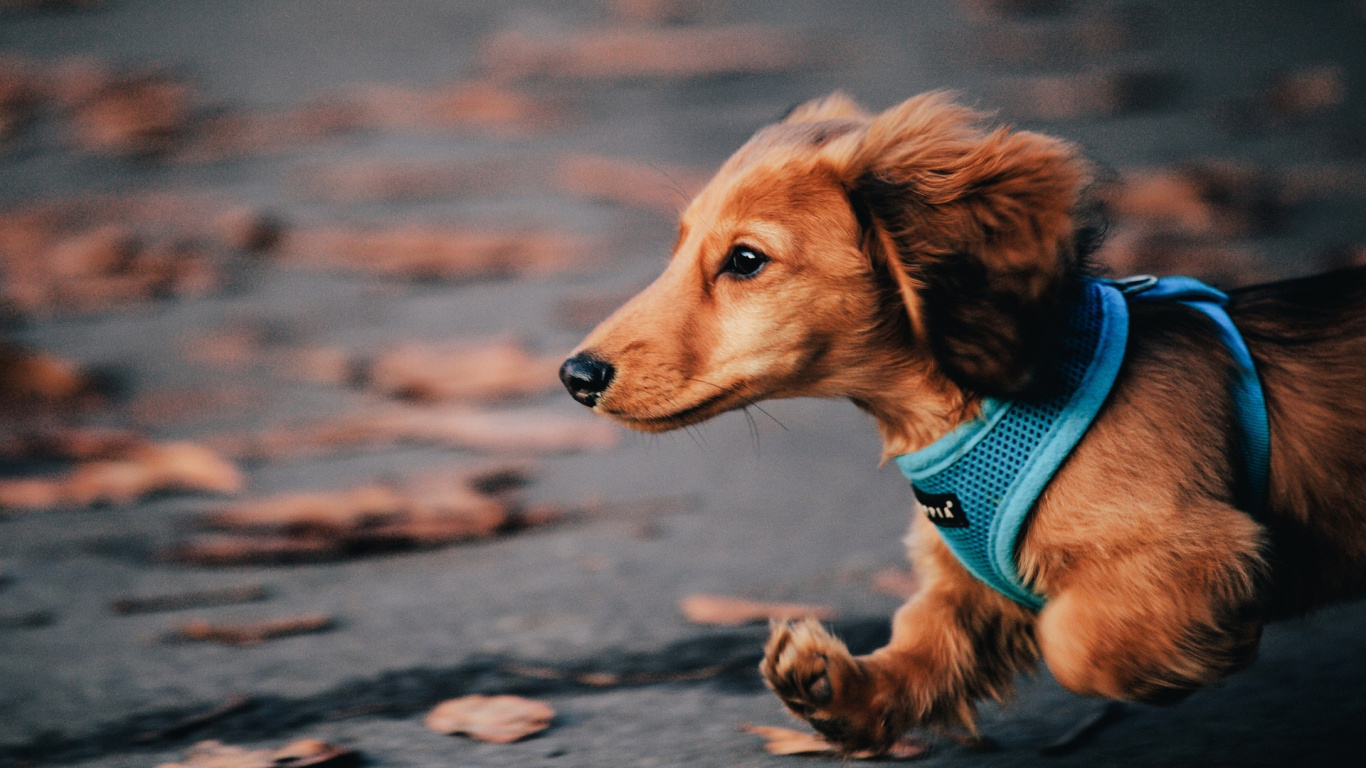Brown Short Coated Small Dog Wearing Blue Shirt. Wallpaper in 1366x768 Resolution