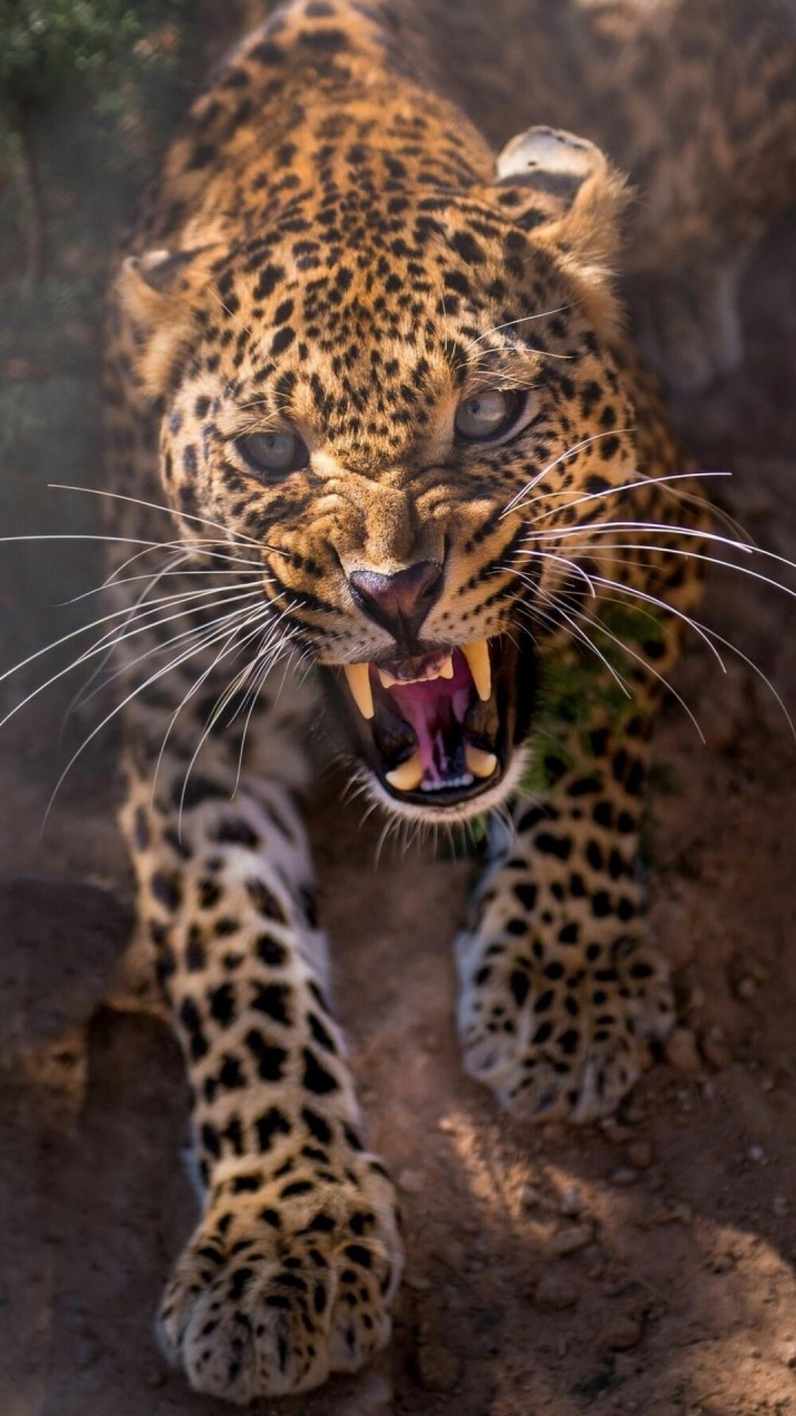 Angry Jaguar, Jaguar, Leopard, Felidae, Tiger. Wallpaper in 720x1280 Resolution