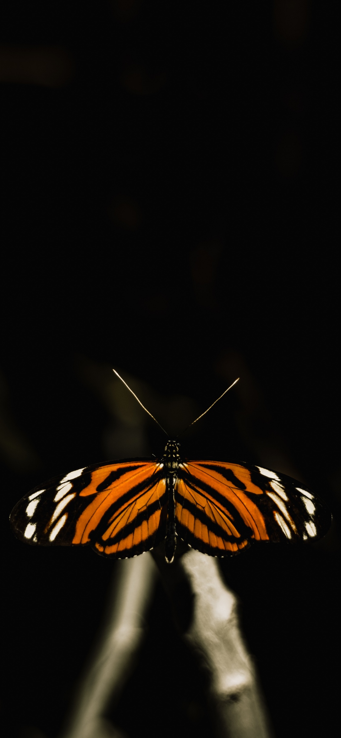 Black and White Butterfly on Black Background. Wallpaper in 1125x2436 Resolution
