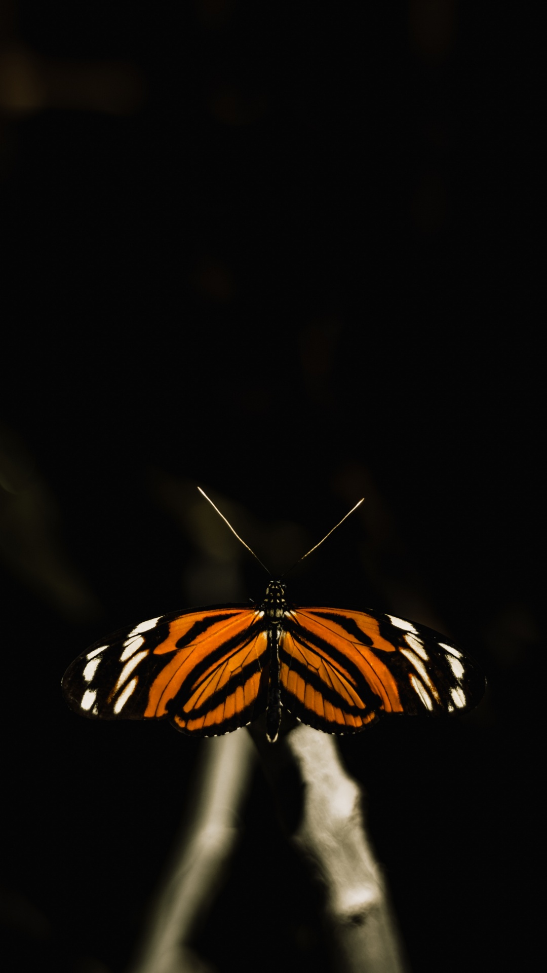 Schwarz-weißer Schmetterling Auf Schwarzem Hintergrund. Wallpaper in 1080x1920 Resolution