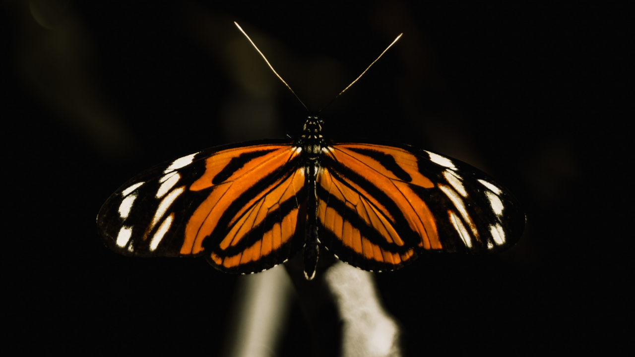 Schwarz-weißer Schmetterling Auf Schwarzem Hintergrund. Wallpaper in 1280x720 Resolution