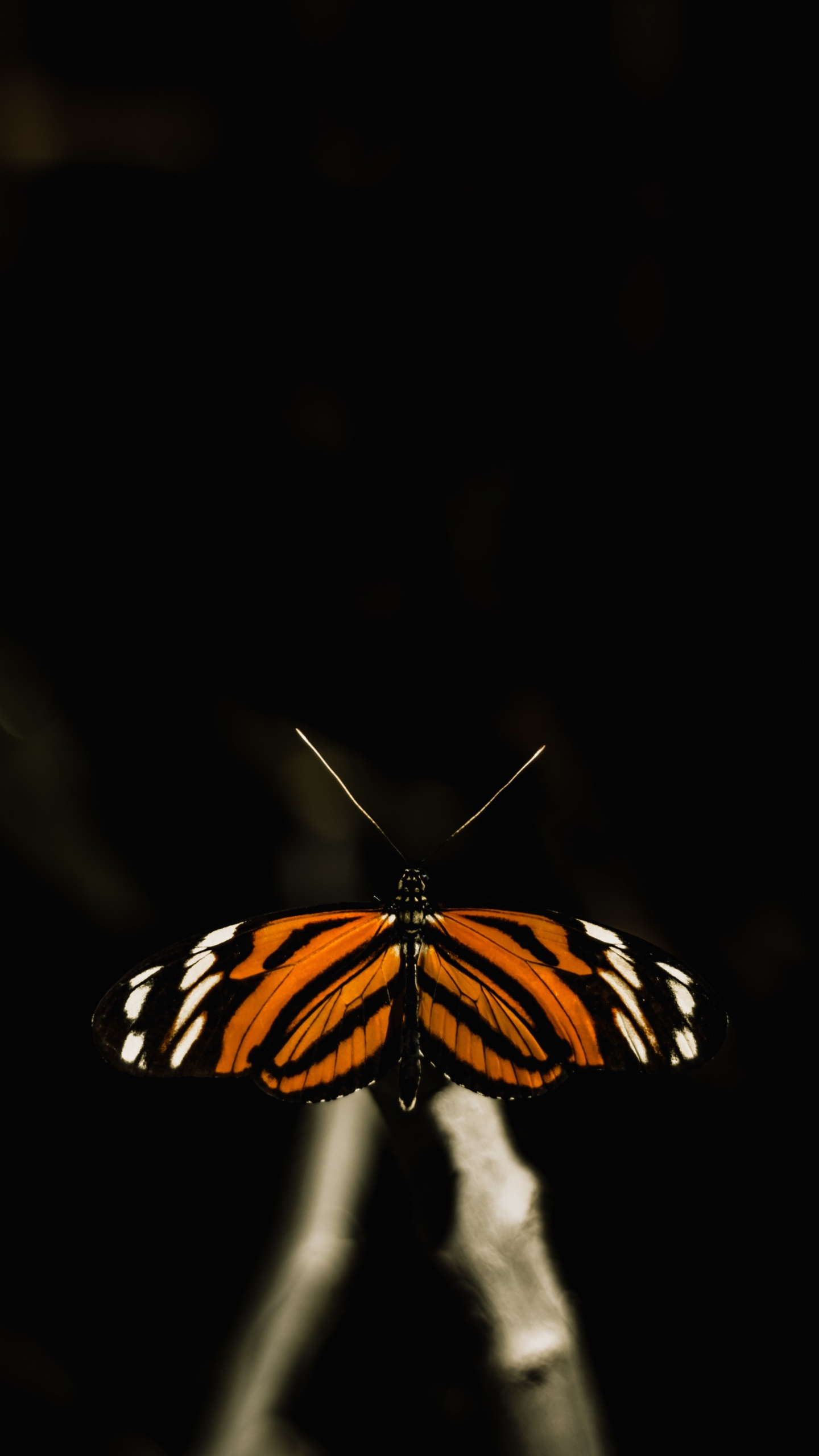 Schwarz-weißer Schmetterling Auf Schwarzem Hintergrund. Wallpaper in 1440x2560 Resolution