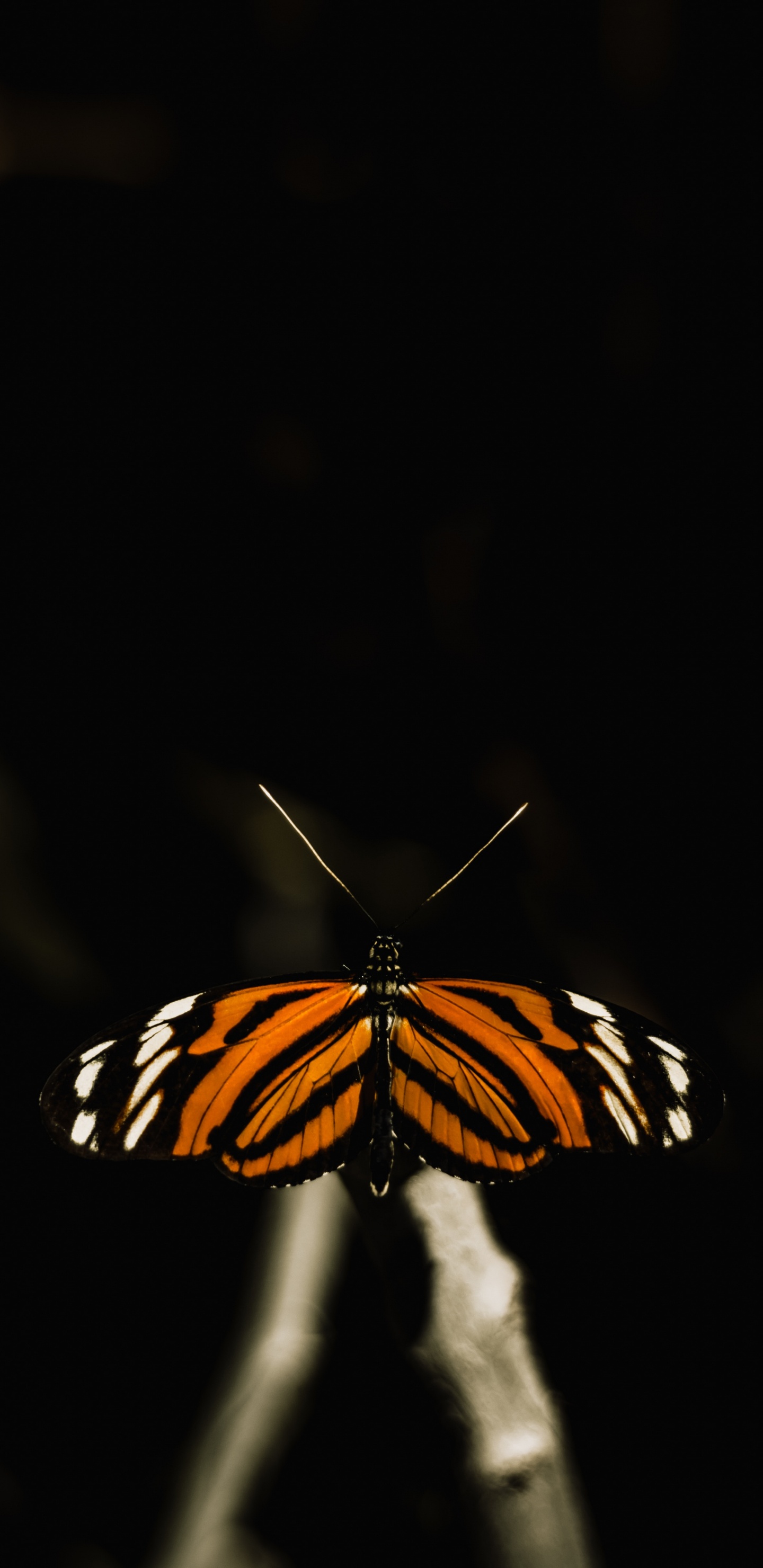 Schwarz-weißer Schmetterling Auf Schwarzem Hintergrund. Wallpaper in 1440x2960 Resolution
