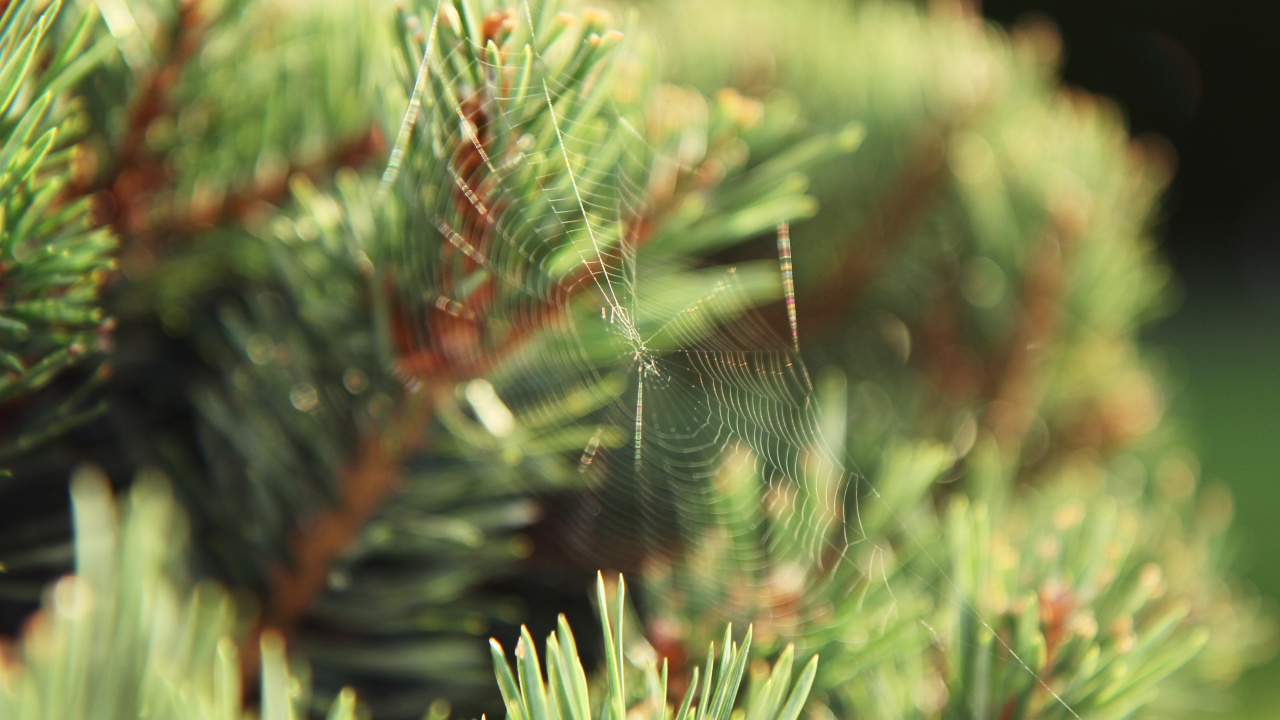 Spider Web on Green Plant During Daytime. Wallpaper in 1280x720 Resolution