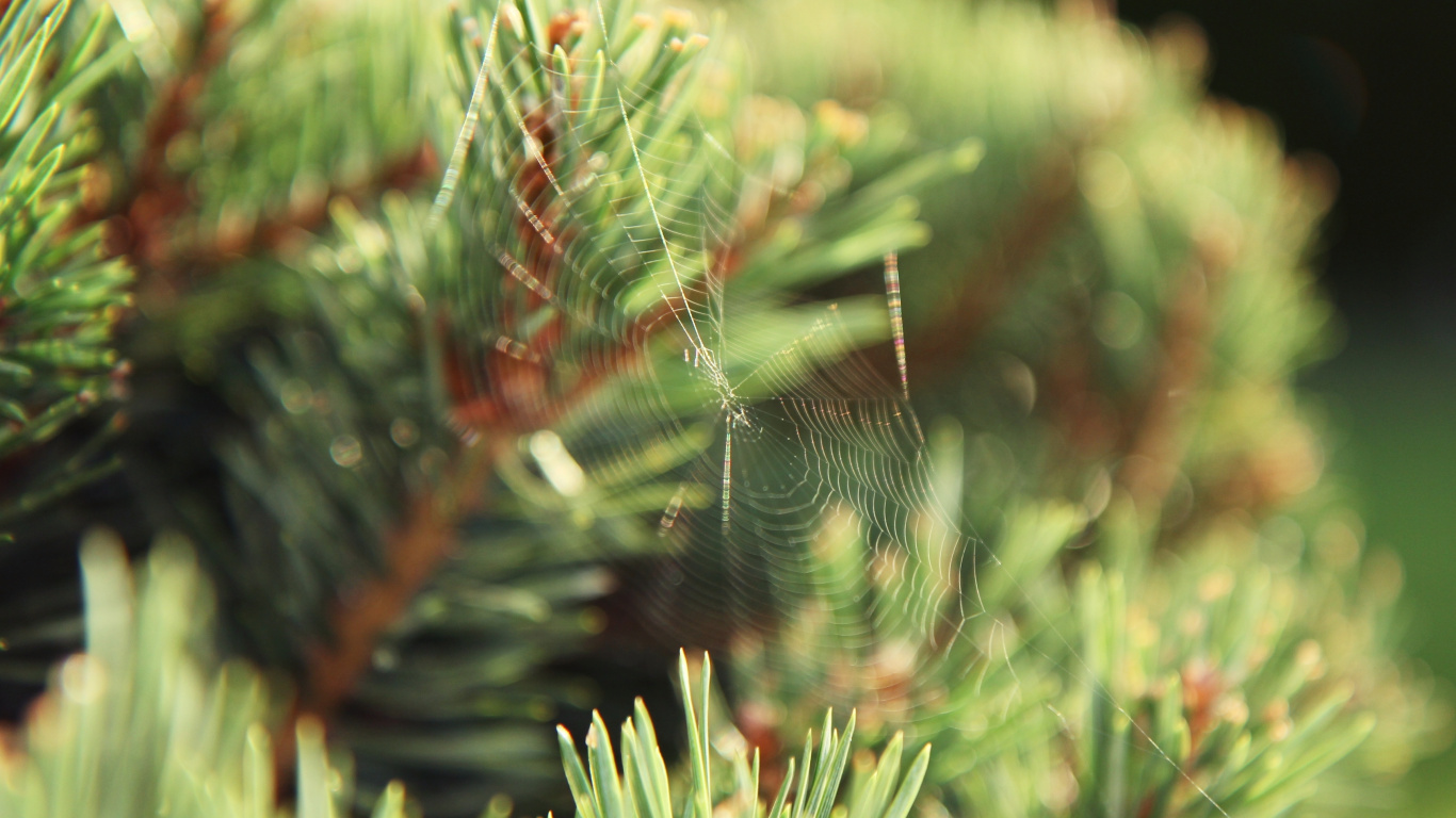 Spinnennetz Auf Grüner Pflanze Tagsüber. Wallpaper in 1366x768 Resolution