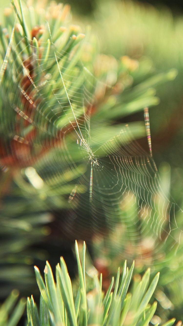 Toile D'araignée Sur Plante Verte Pendant la Journée. Wallpaper in 750x1334 Resolution