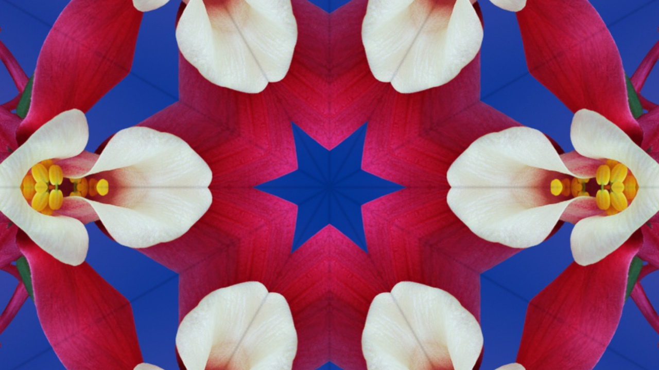 Ios 17, Apples, Ios 16, Ios, Flower. Wallpaper in 1280x720 Resolution