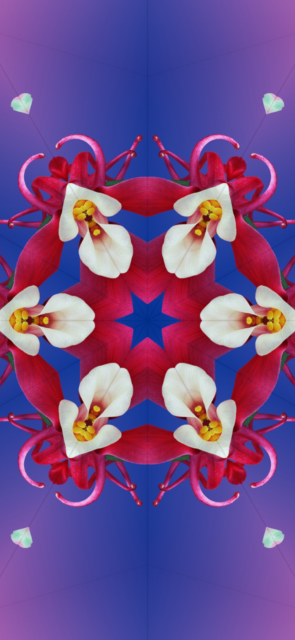 Ios 17, Manzana, Ios 16, Ios, Pétalo. Wallpaper in 1242x2688 Resolution