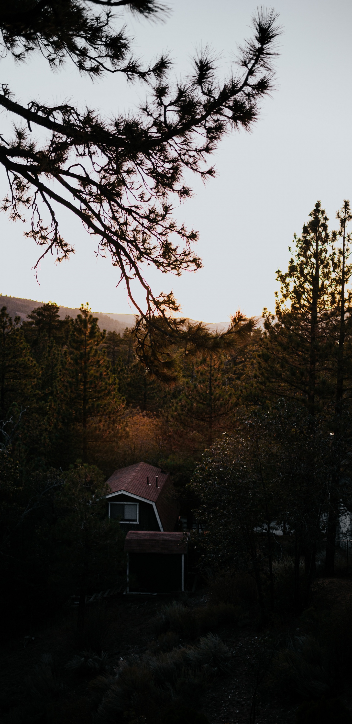 Branch, Nature, Tree, Morning, Wilderness. Wallpaper in 1440x2960 Resolution