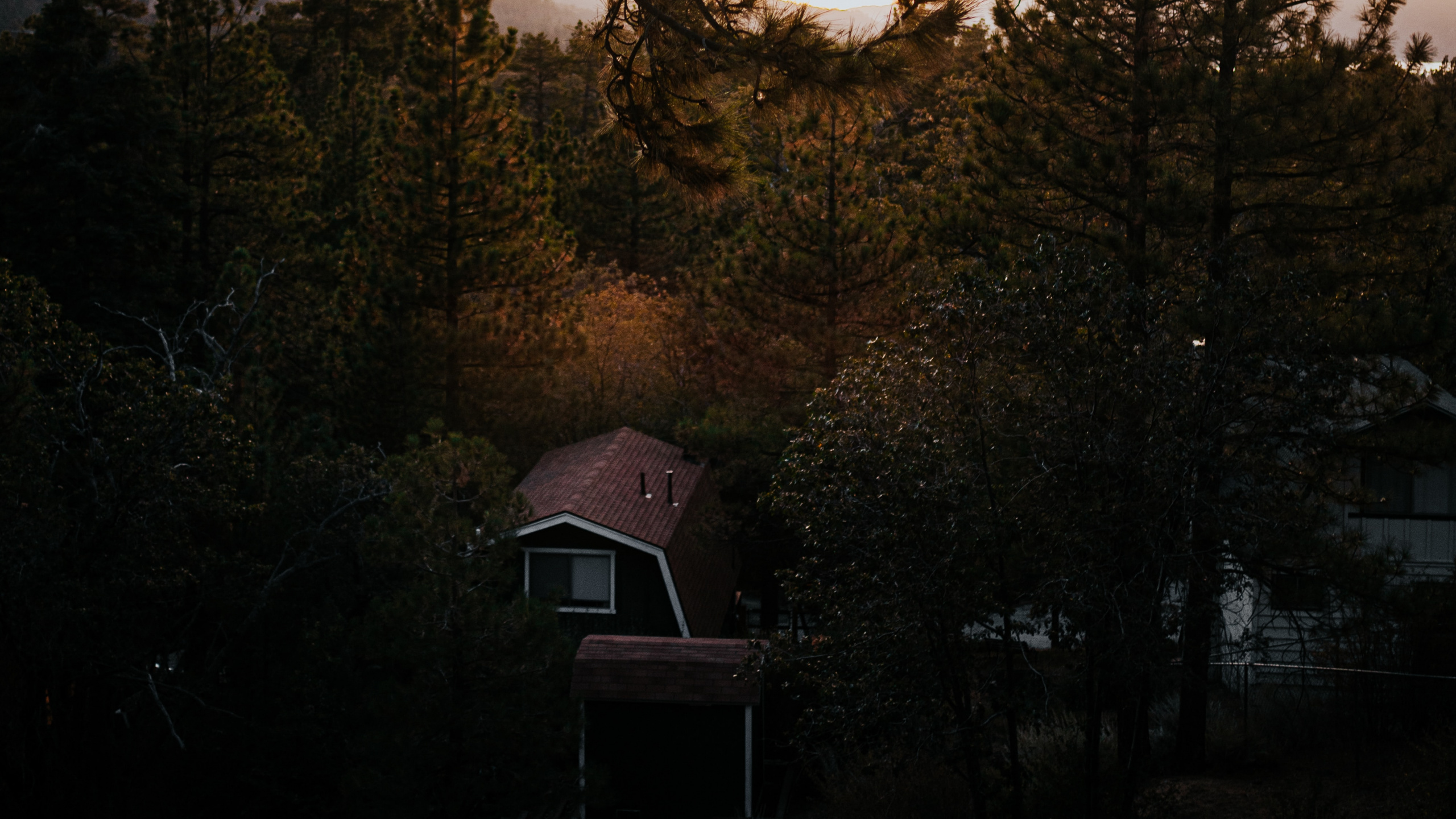 Branch, Nature, Tree, Morning, Wilderness. Wallpaper in 2560x1440 Resolution