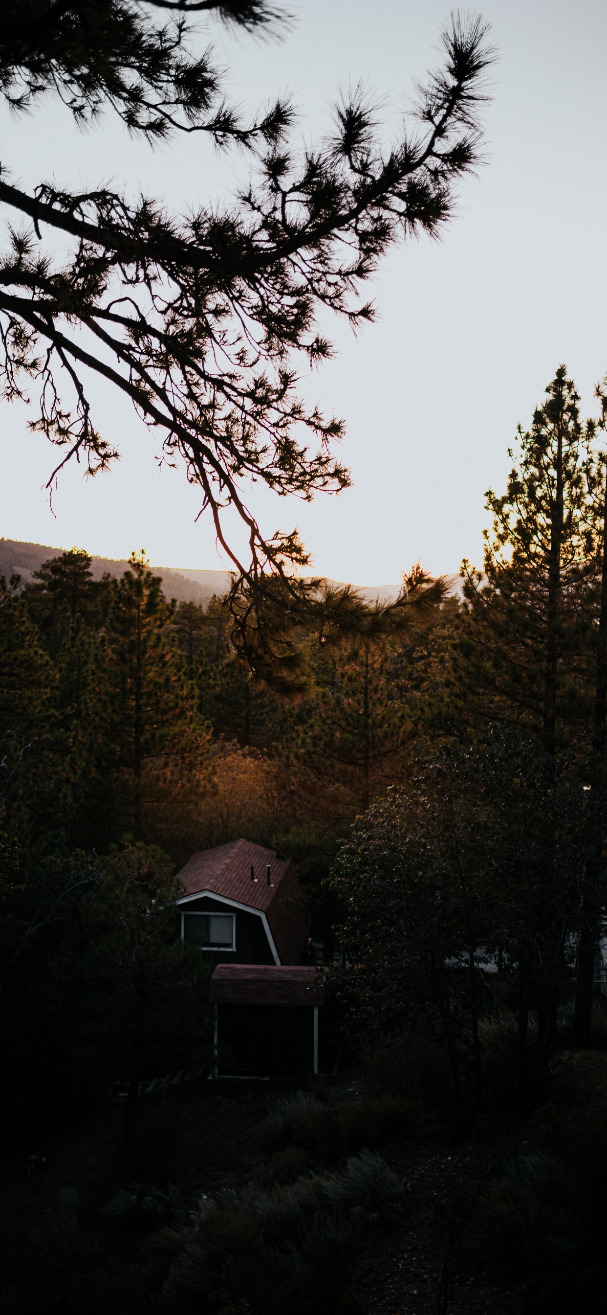 Nature, Matin, Soir, Feuille, Plantes Ligneuses. Wallpaper in 1242x2688 Resolution