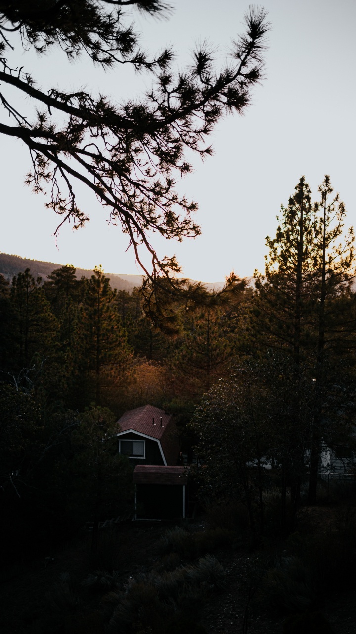 Nature, Matin, Soir, Feuille, Plantes Ligneuses. Wallpaper in 720x1280 Resolution