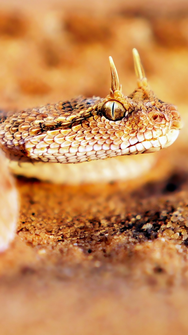 Serpent Brun et Blanc Sur Fond Brun. Wallpaper in 750x1334 Resolution