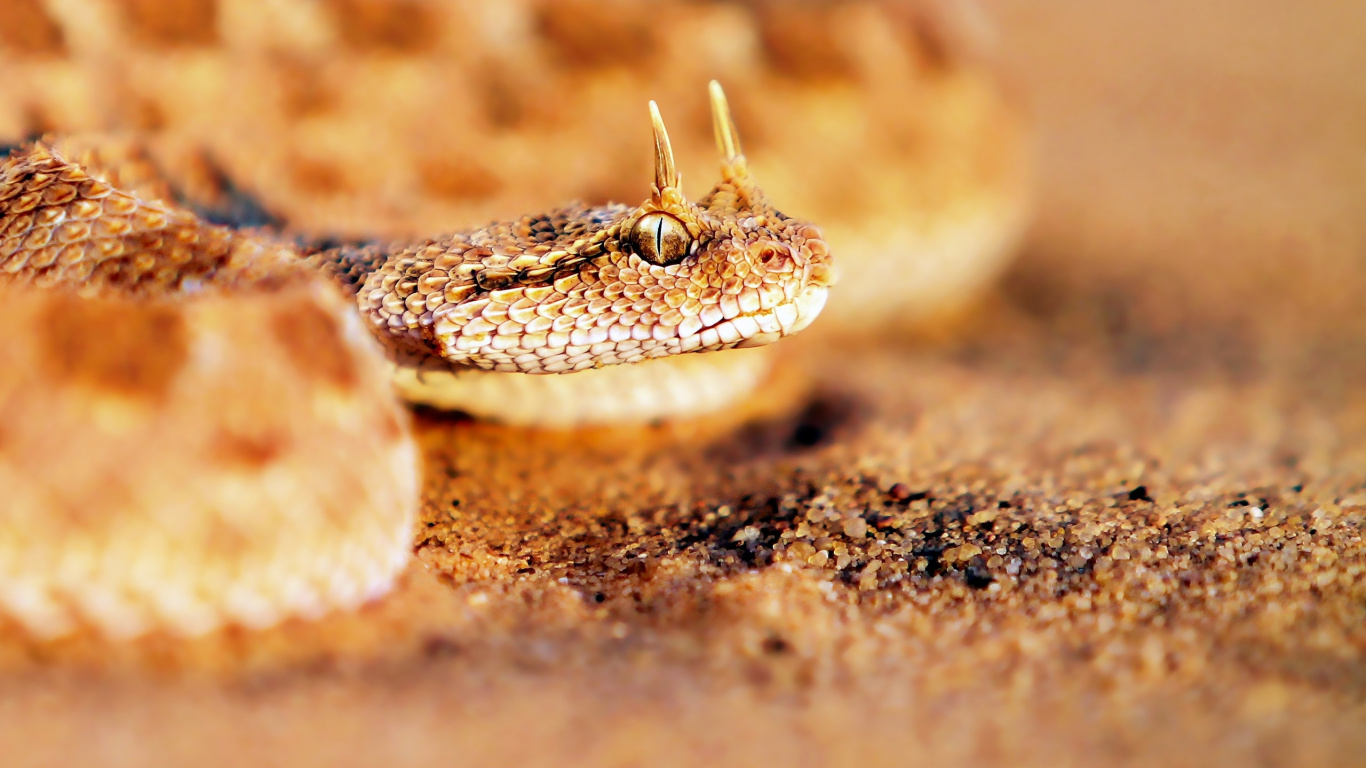 Brown and White Snake on Brown Ground. Wallpaper in 1366x768 Resolution