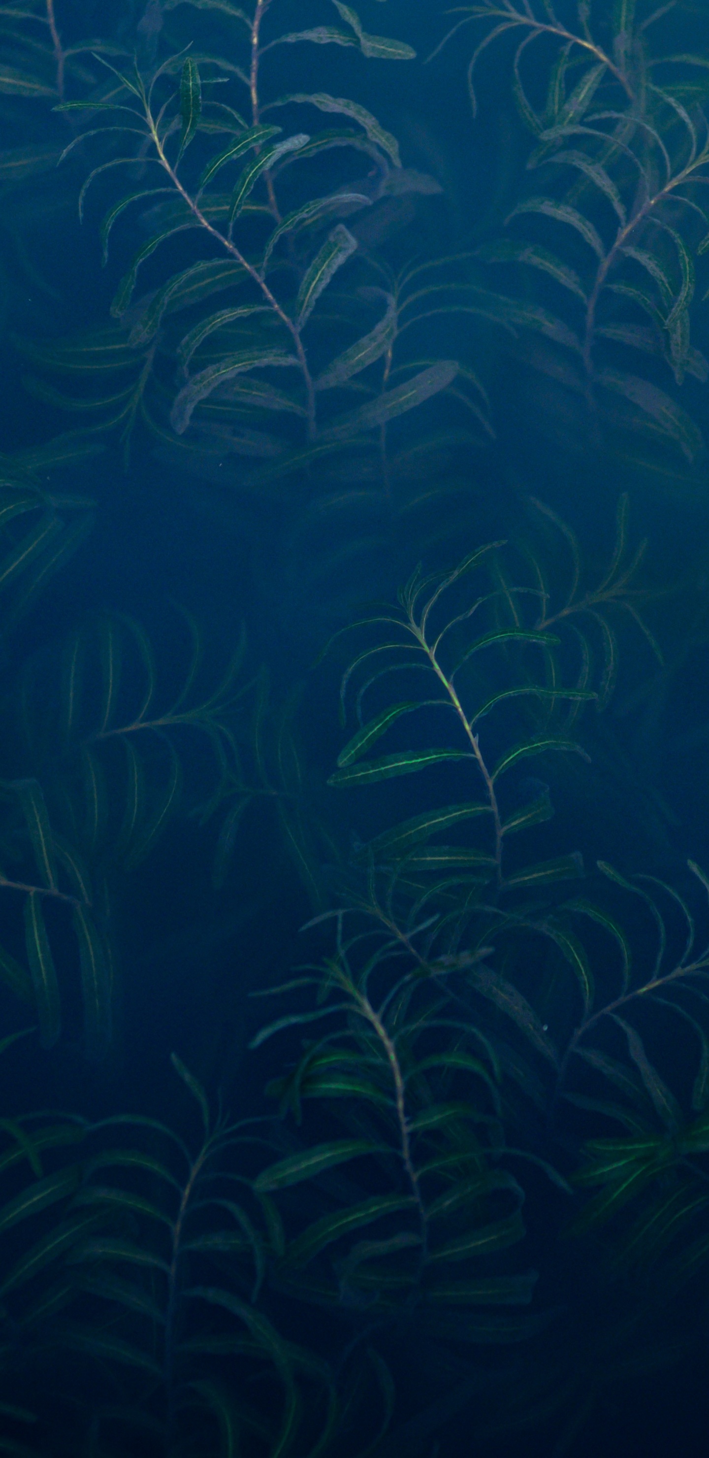 Sous-marin, Écosystème, Biologie Marine, Aquarium D'eau Douce, Blue. Wallpaper in 1440x2960 Resolution