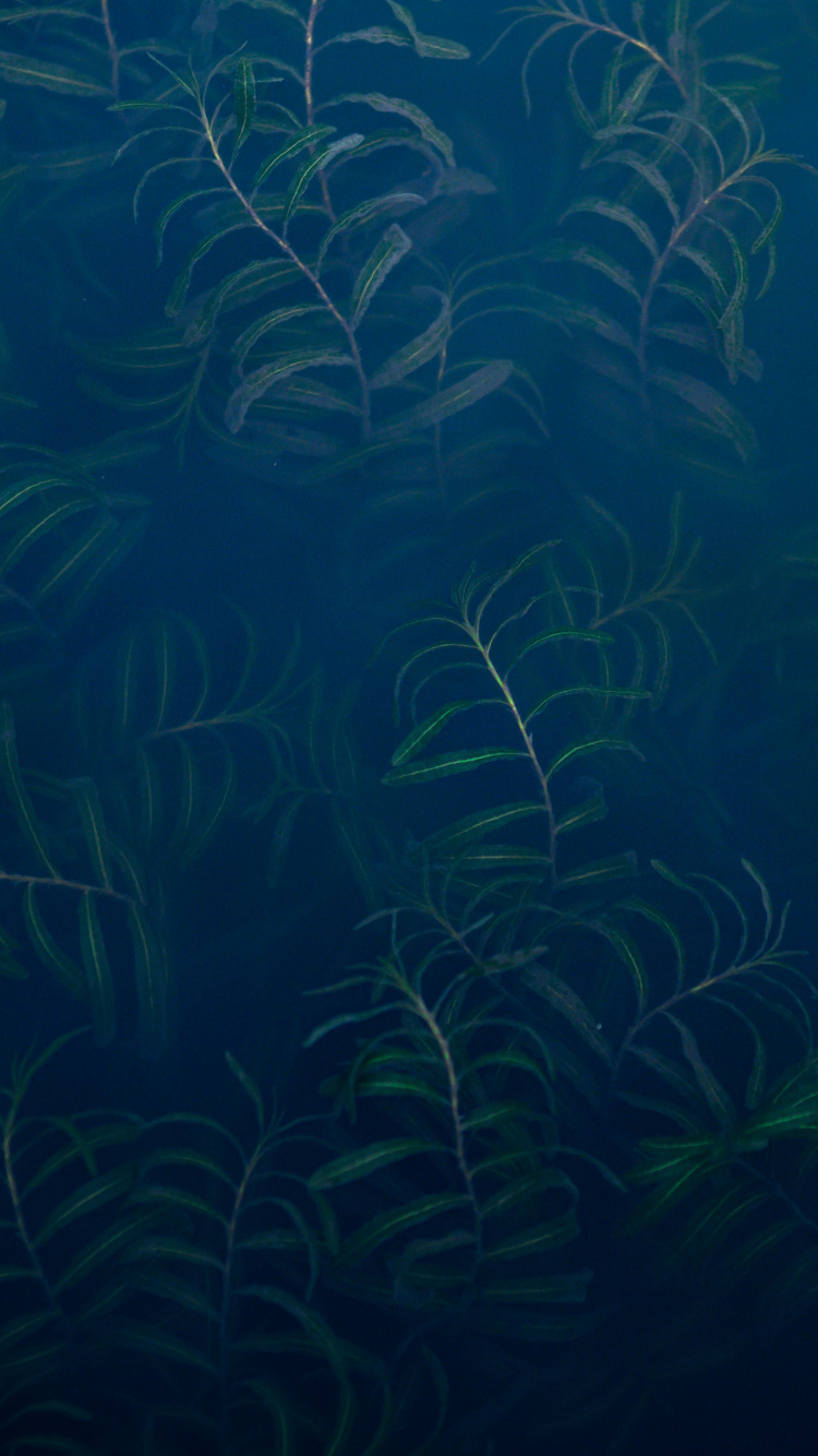 Sous-marin, Écosystème, Biologie Marine, Aquarium D'eau Douce, Blue. Wallpaper in 750x1334 Resolution