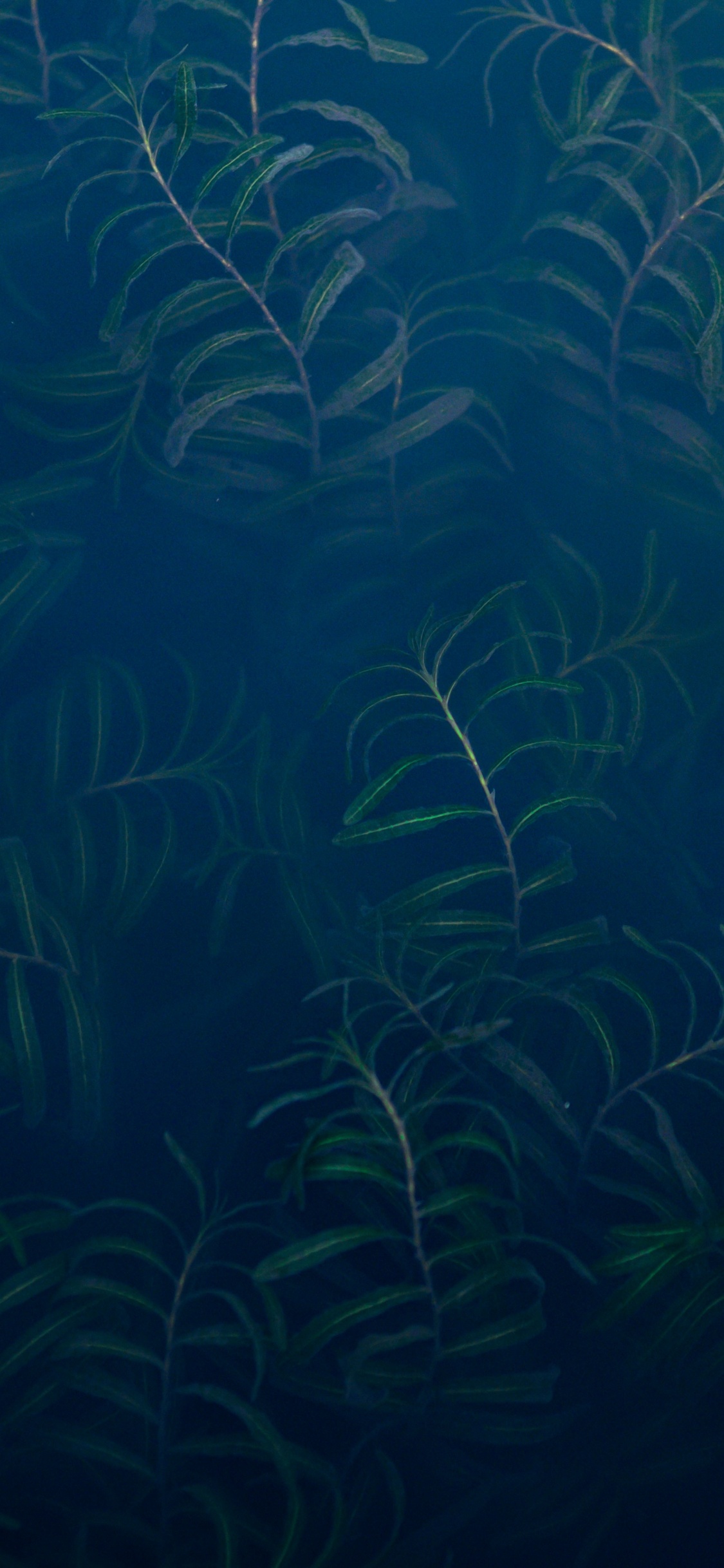 Unterwasser, Ökosystem, Marine Biologie, Süßwasser-aquarium, Blau. Wallpaper in 1125x2436 Resolution