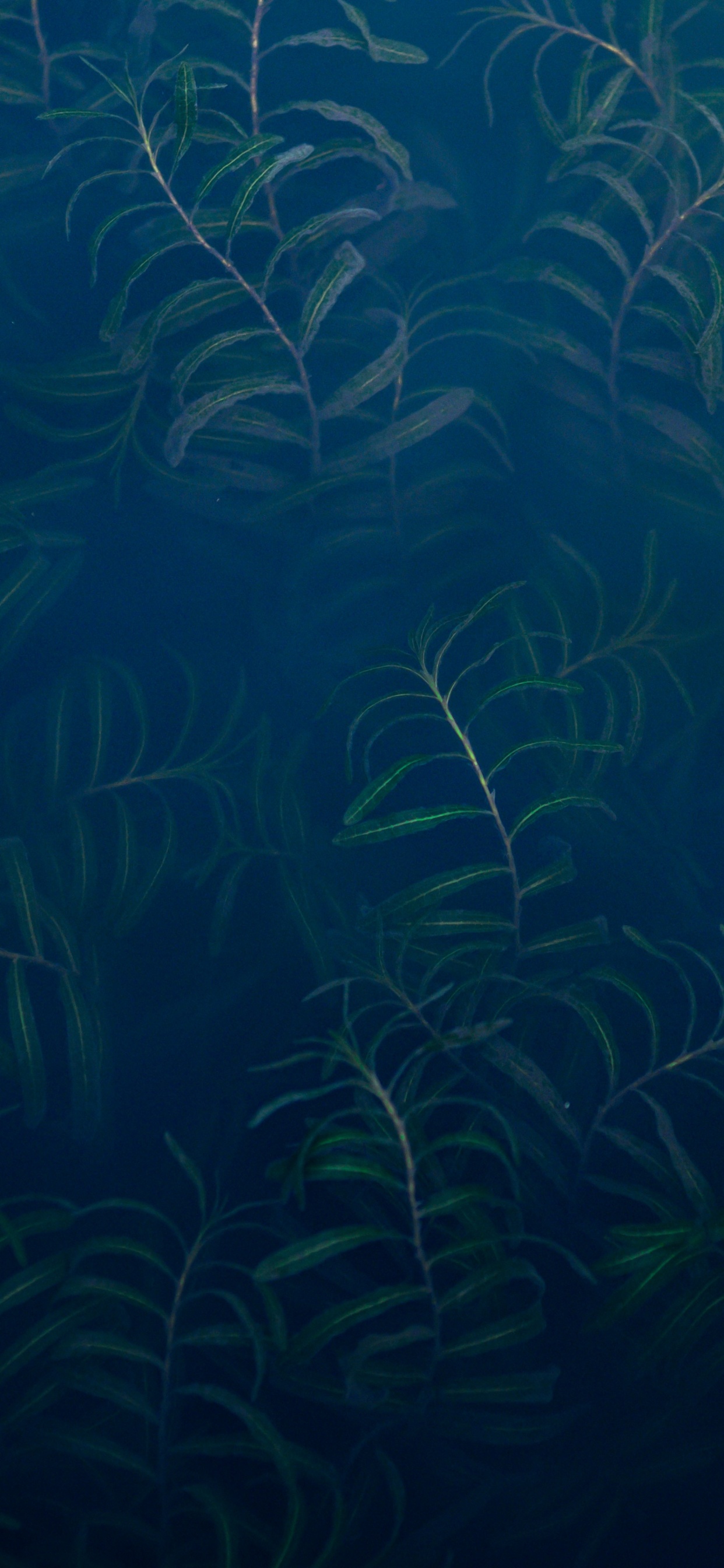 Unterwasser, Ökosystem, Marine Biologie, Süßwasser-aquarium, Blau. Wallpaper in 1242x2688 Resolution