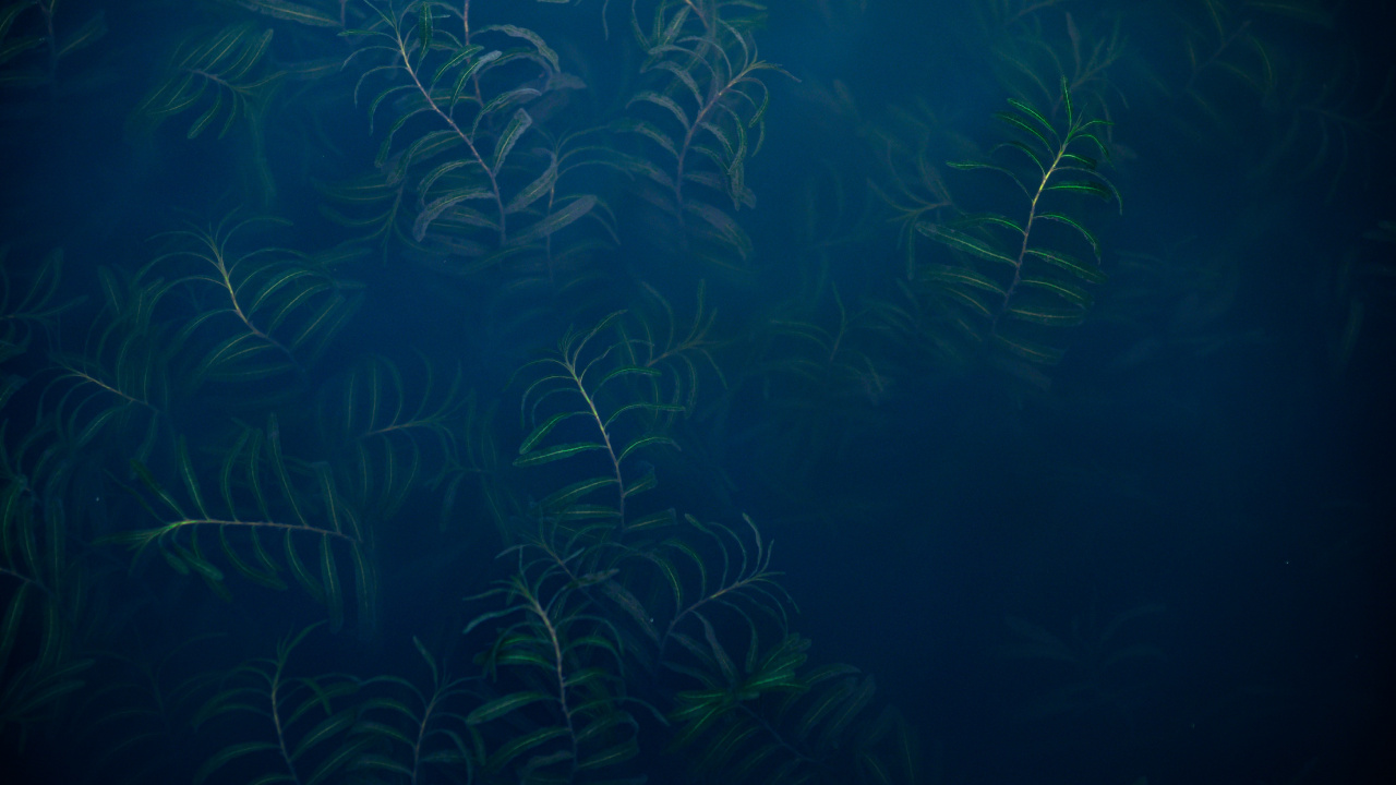Unterwasser, Ökosystem, Marine Biologie, Süßwasser-aquarium, Blau. Wallpaper in 1280x720 Resolution