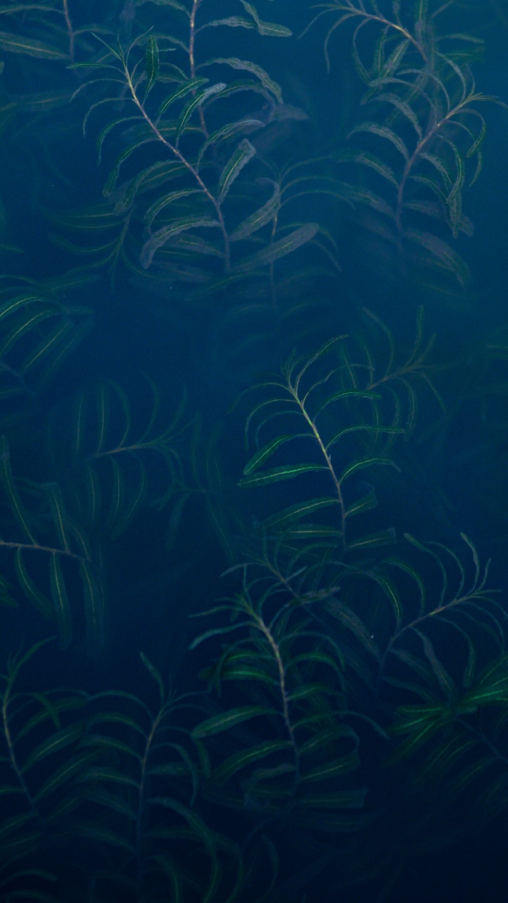 Unterwasser, Ökosystem, Marine Biologie, Süßwasser-aquarium, Blau. Wallpaper in 720x1280 Resolution
