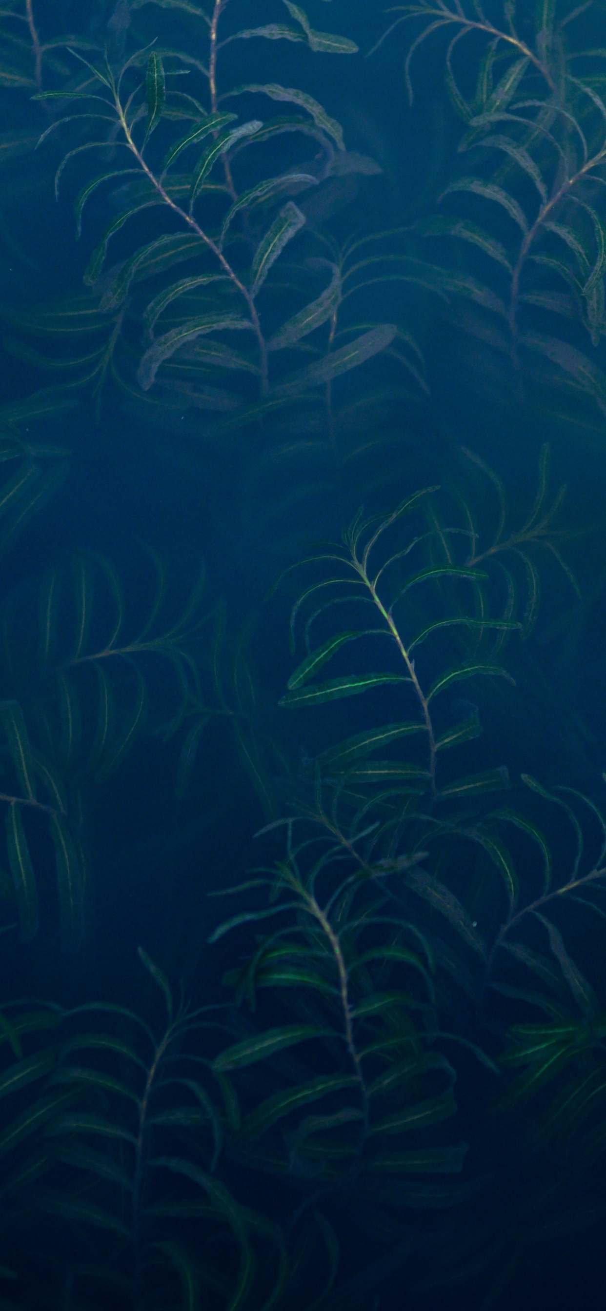 Submarino, Ecosistema, Biología Marina, Acuario de Agua Dulce, Azul. Wallpaper in 1242x2688 Resolution