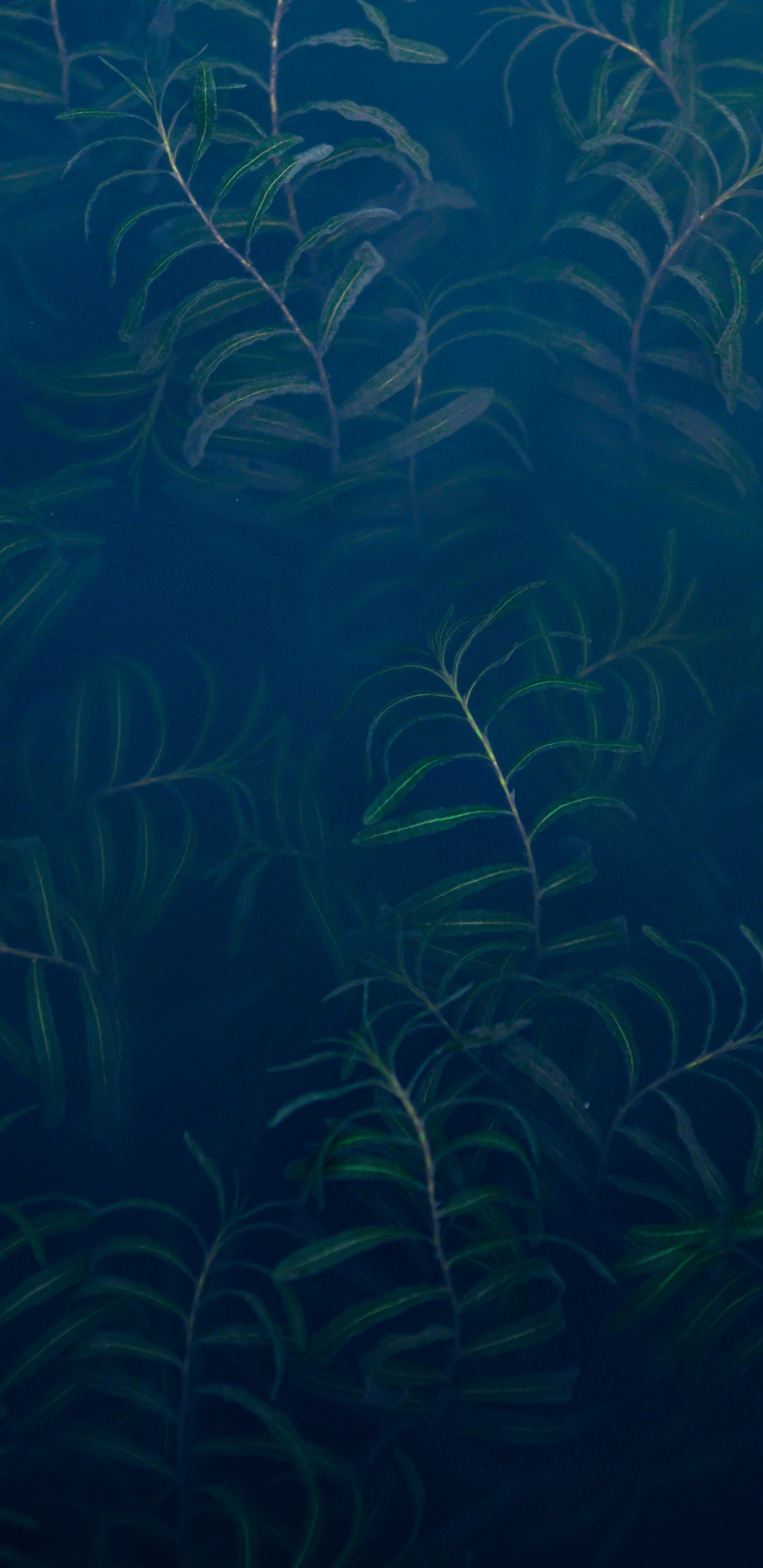 Submarino, Ecosistema, Biología Marina, Acuario de Agua Dulce, Azul. Wallpaper in 1440x2960 Resolution