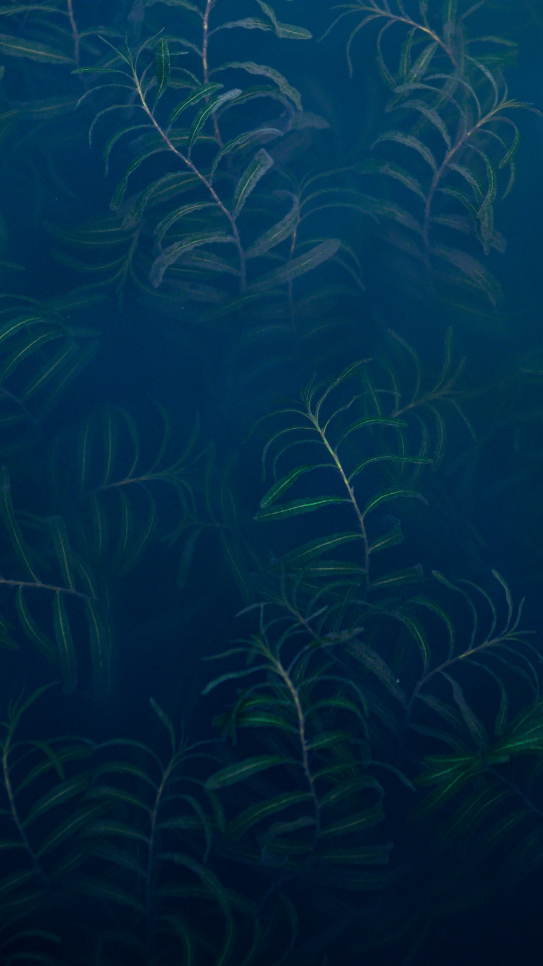 Underwater, Giant Kelp, Ecosystem, Marine Biology, Freshwater Aquarium. Wallpaper in 1080x1920 Resolution