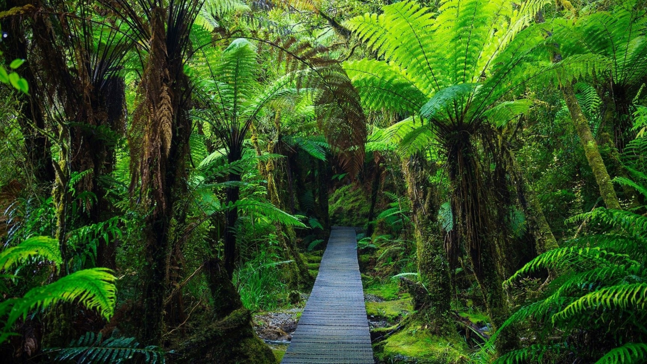 Sentier en Bois Jungle Dense, Allée, Forêt, Green, Plante de la Communauté. Wallpaper in 1280x720 Resolution