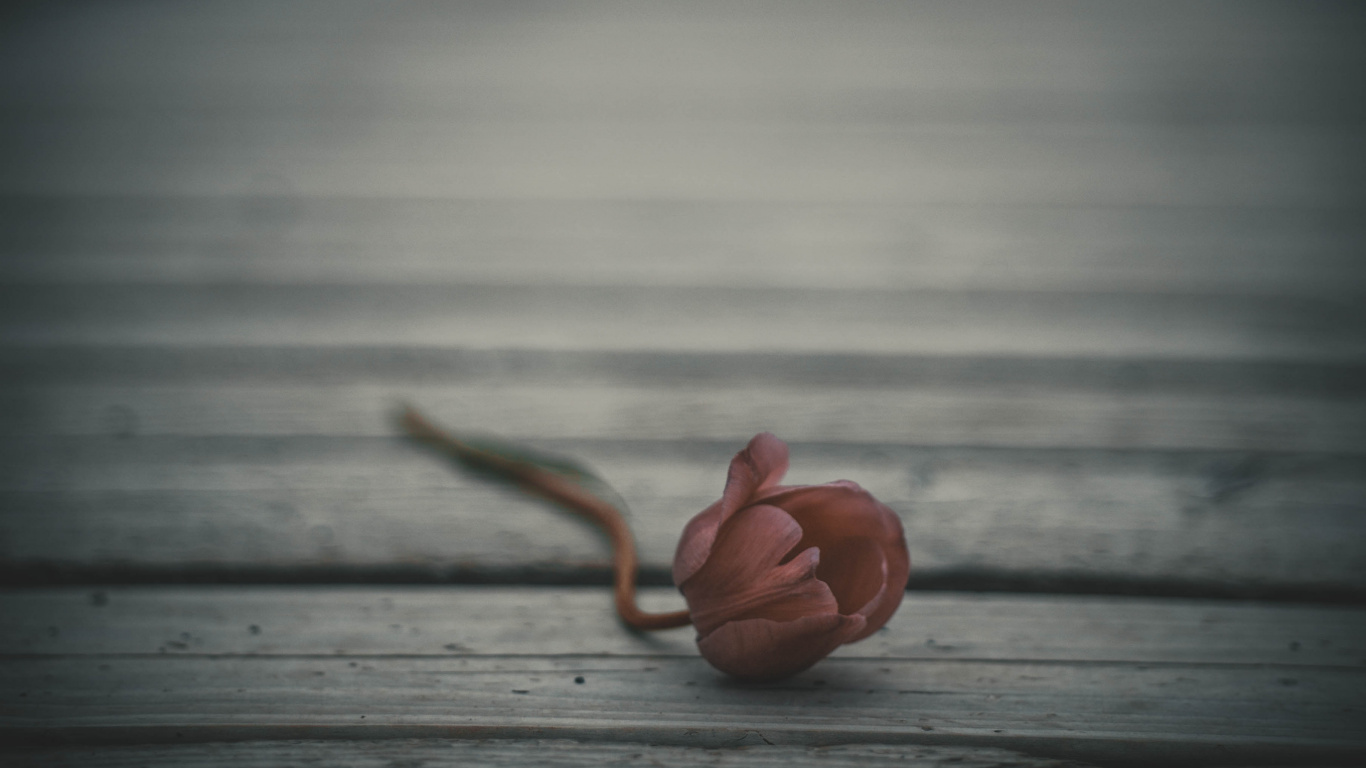 Brown Wooden Floor With Brown Rope. Wallpaper in 1366x768 Resolution