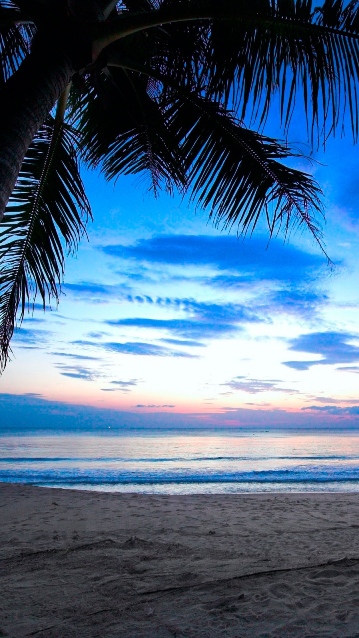 Palmier Sur la Plage au Coucher du Soleil. Wallpaper in 720x1280 Resolution