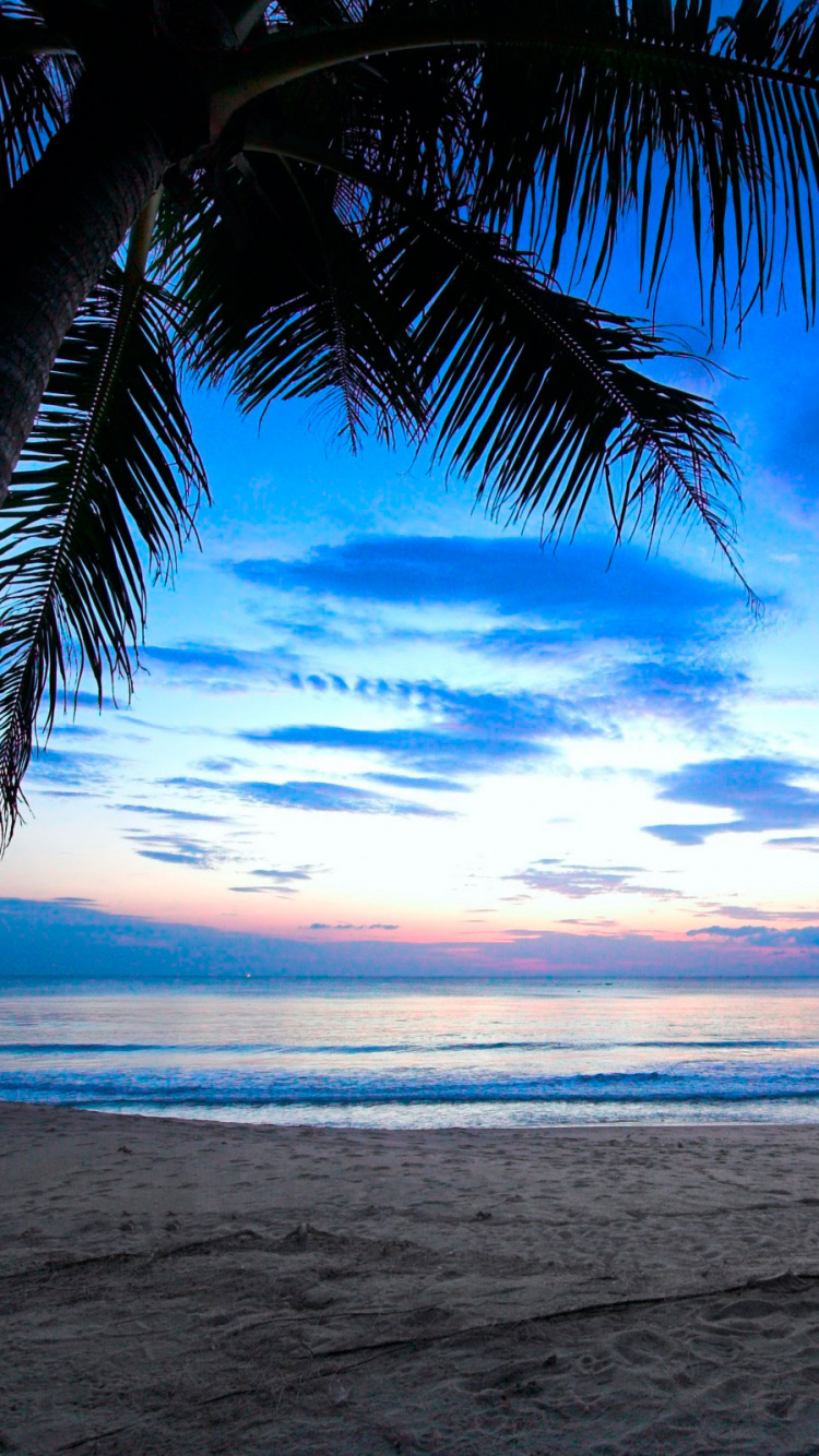 Palm Tree on Beach Shore During Sunset. Wallpaper in 750x1334 Resolution