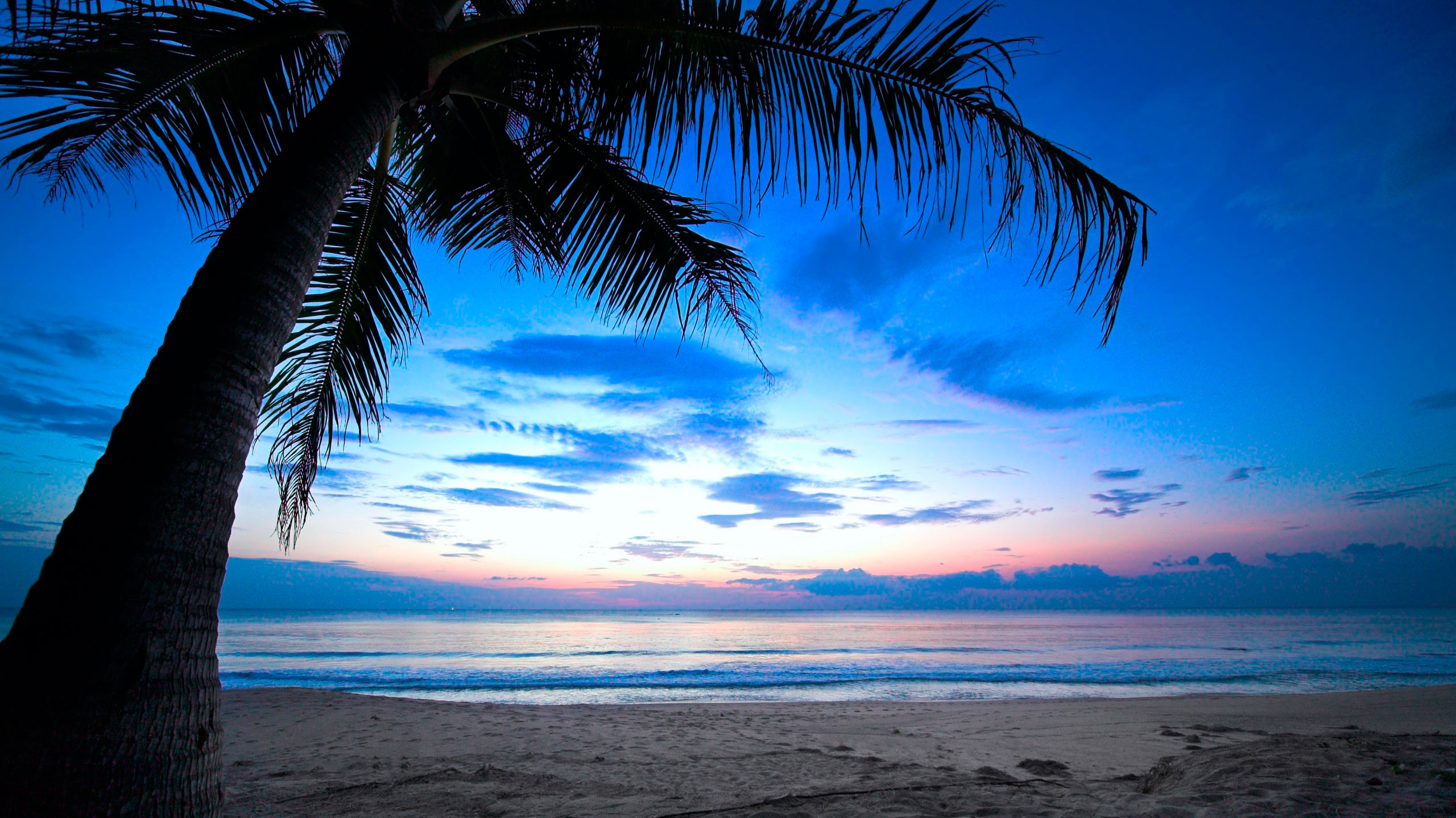 Palme am Strandufer Bei Sonnenuntergang. Wallpaper in 2560x1440 Resolution