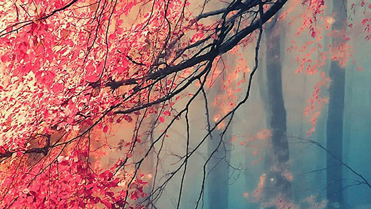 Baum, Natur, Branch, Naturlandschaft, Pink. Wallpaper in 1280x720 Resolution