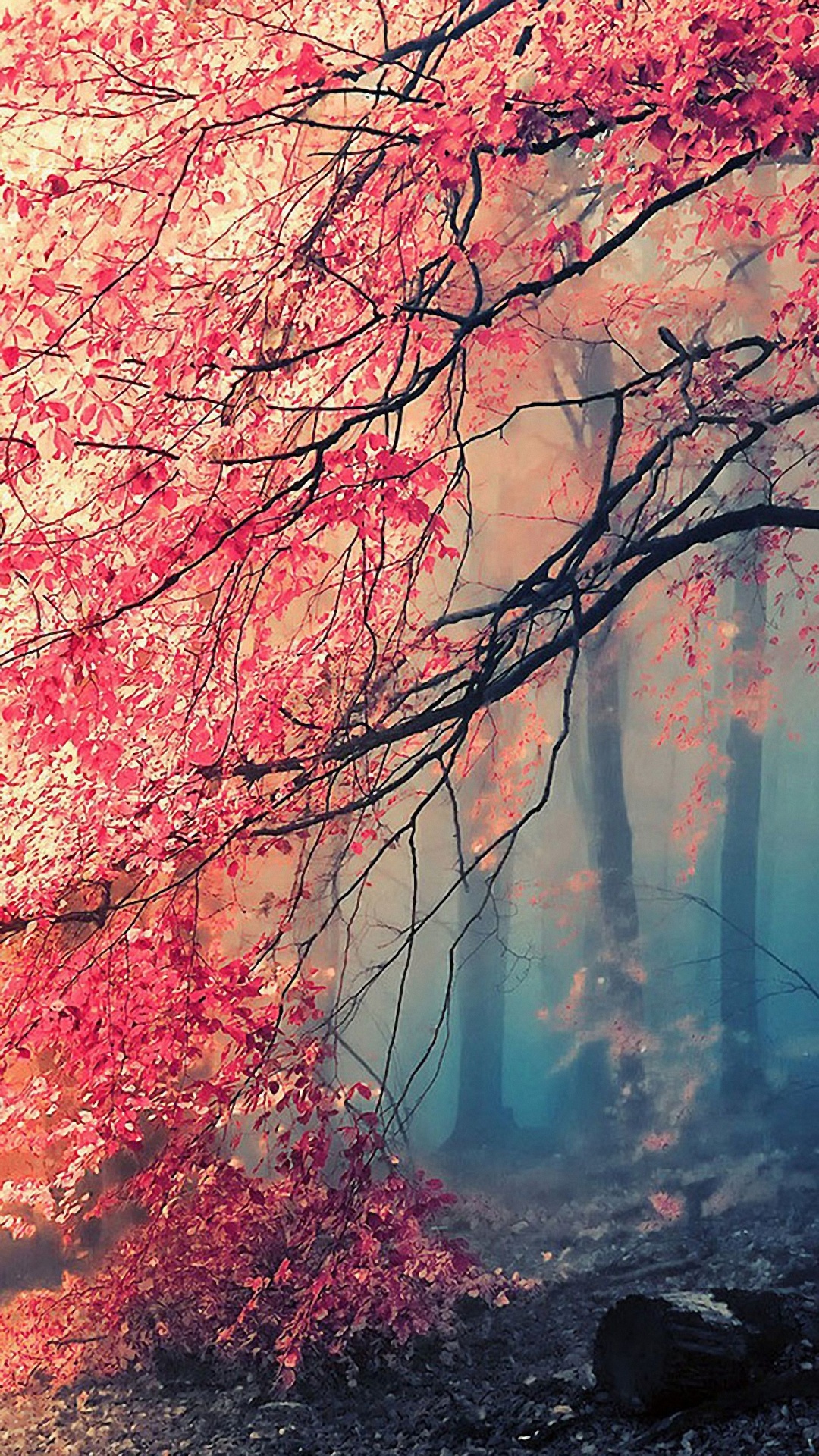 Tree, Nature, Branch, Red, Natural Landscape. Wallpaper in 1080x1920 Resolution