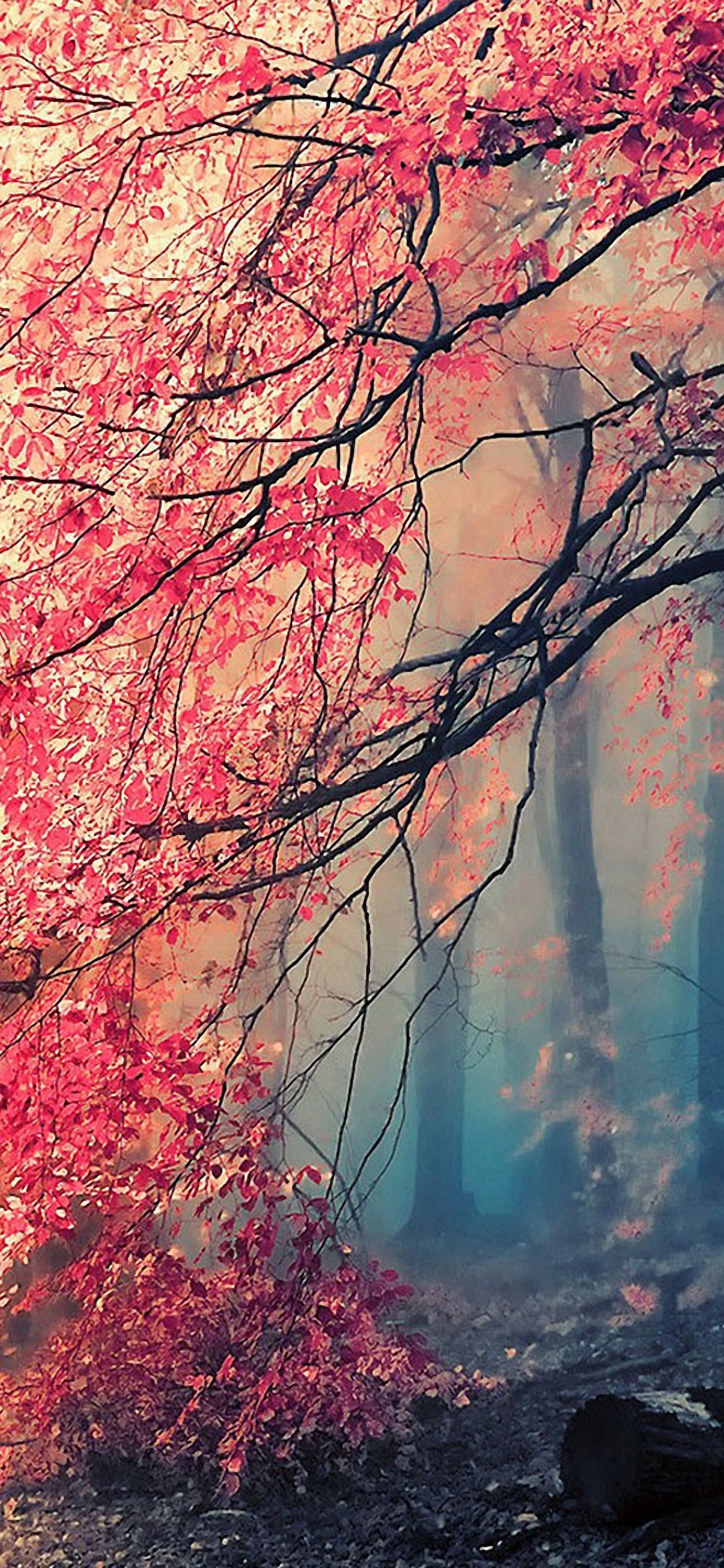Tree, Nature, Branch, Red, Natural Landscape. Wallpaper in 1125x2436 Resolution