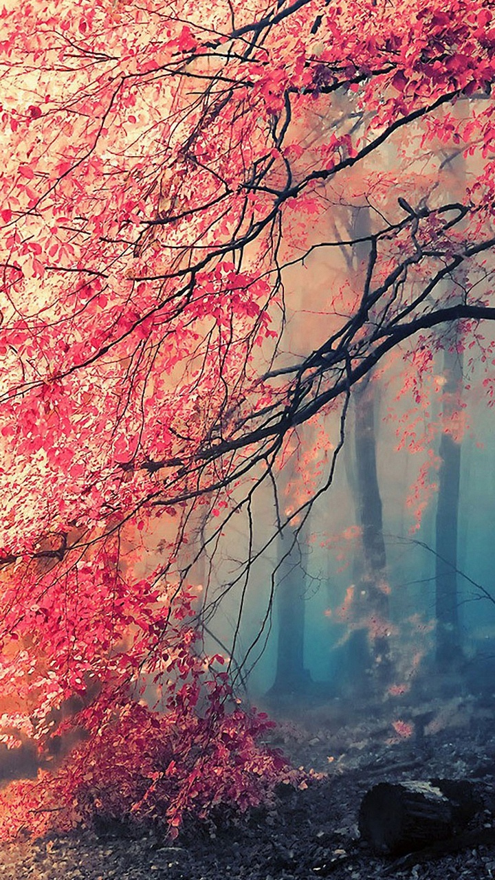 Tree, Nature, Branch, Red, Natural Landscape. Wallpaper in 720x1280 Resolution