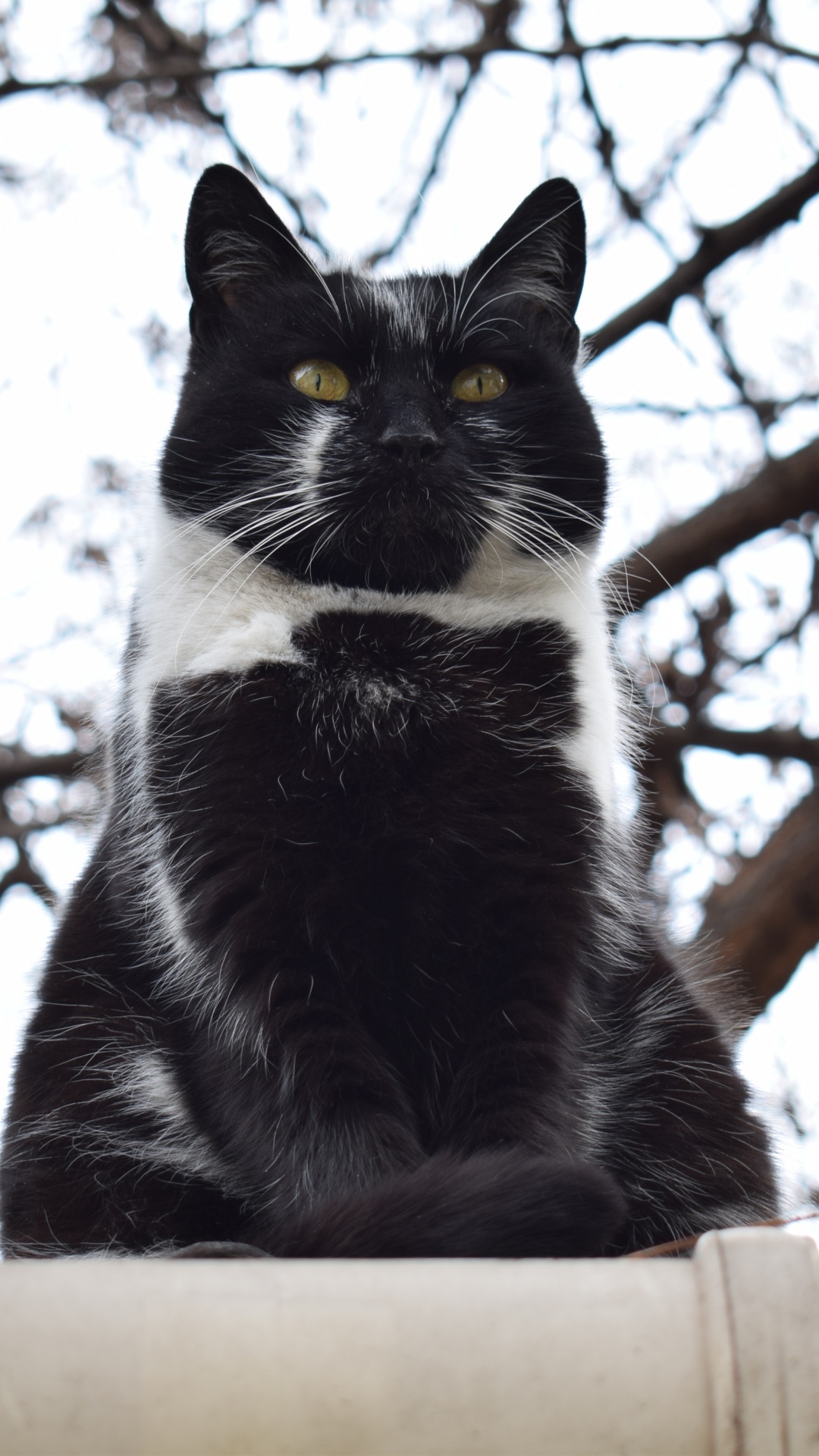 Tuxedo Cat on Brown Wooden Fence During Daytime. Wallpaper in 1080x1920 Resolution