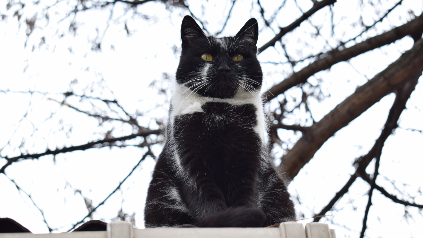 Tuxedo Cat on Brown Wooden Fence During Daytime. Wallpaper in 1366x768 Resolution