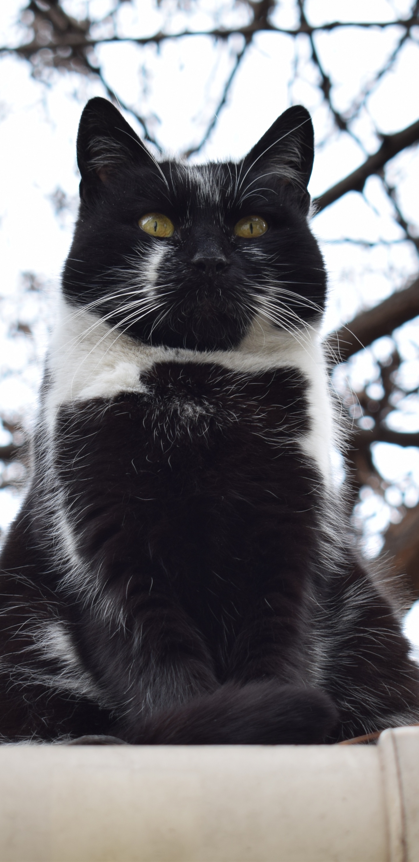 Tuxedo Cat on Brown Wooden Fence During Daytime. Wallpaper in 1440x2960 Resolution