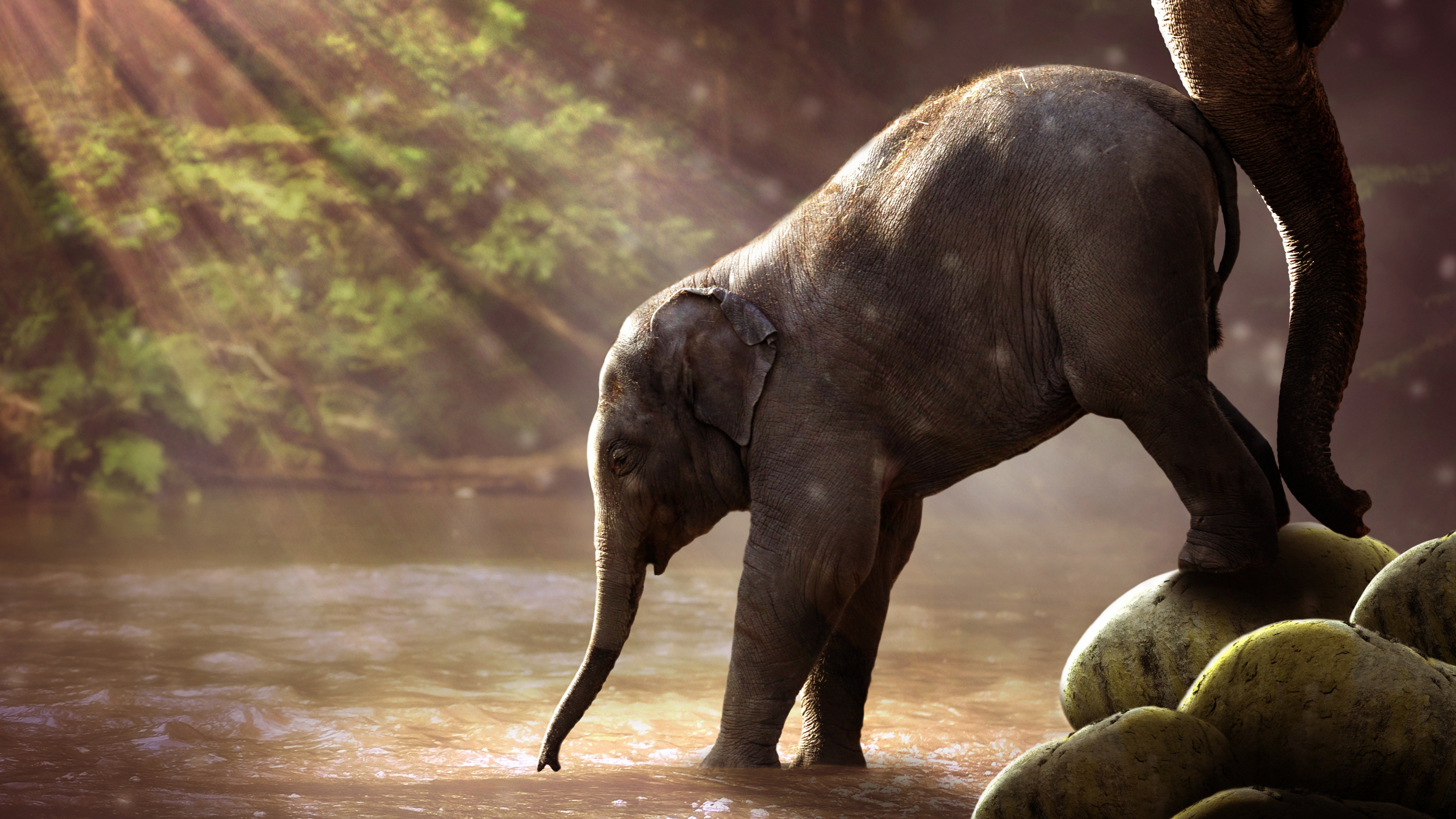 Éléphants D'Afrique, Eau, Lumière, Éléphant Indien, L'éléphant D'afrique. Wallpaper in 3840x2160 Resolution