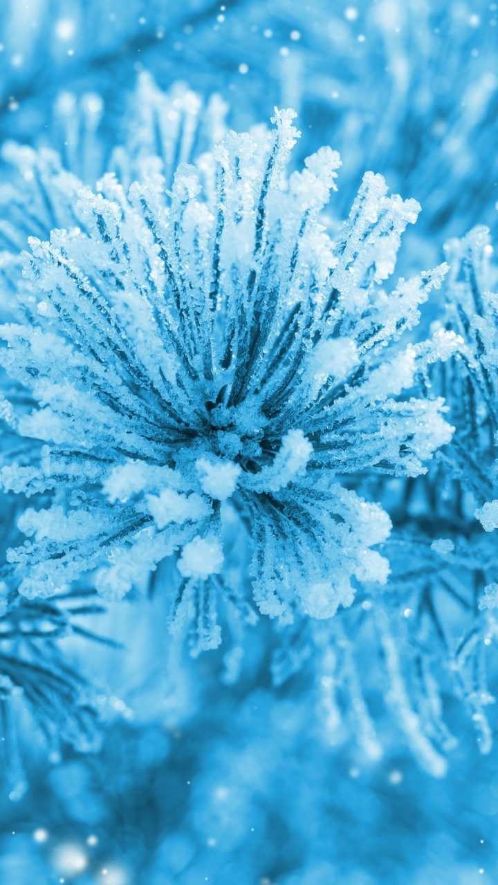 White and Brown Flower in Close up Photography. Wallpaper in 720x1280 Resolution