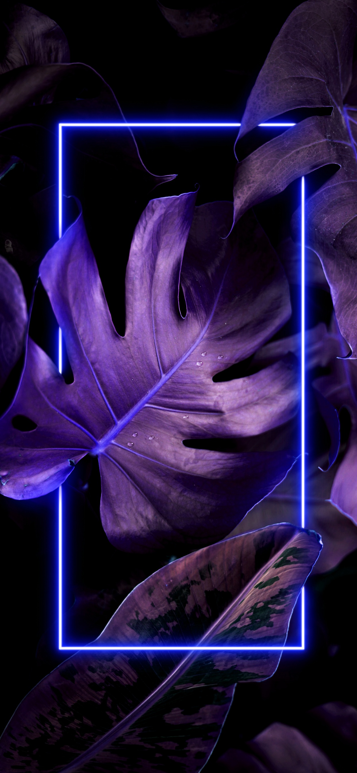 Dessin, Purple, Violette, Pétale, Art. Wallpaper in 1242x2688 Resolution