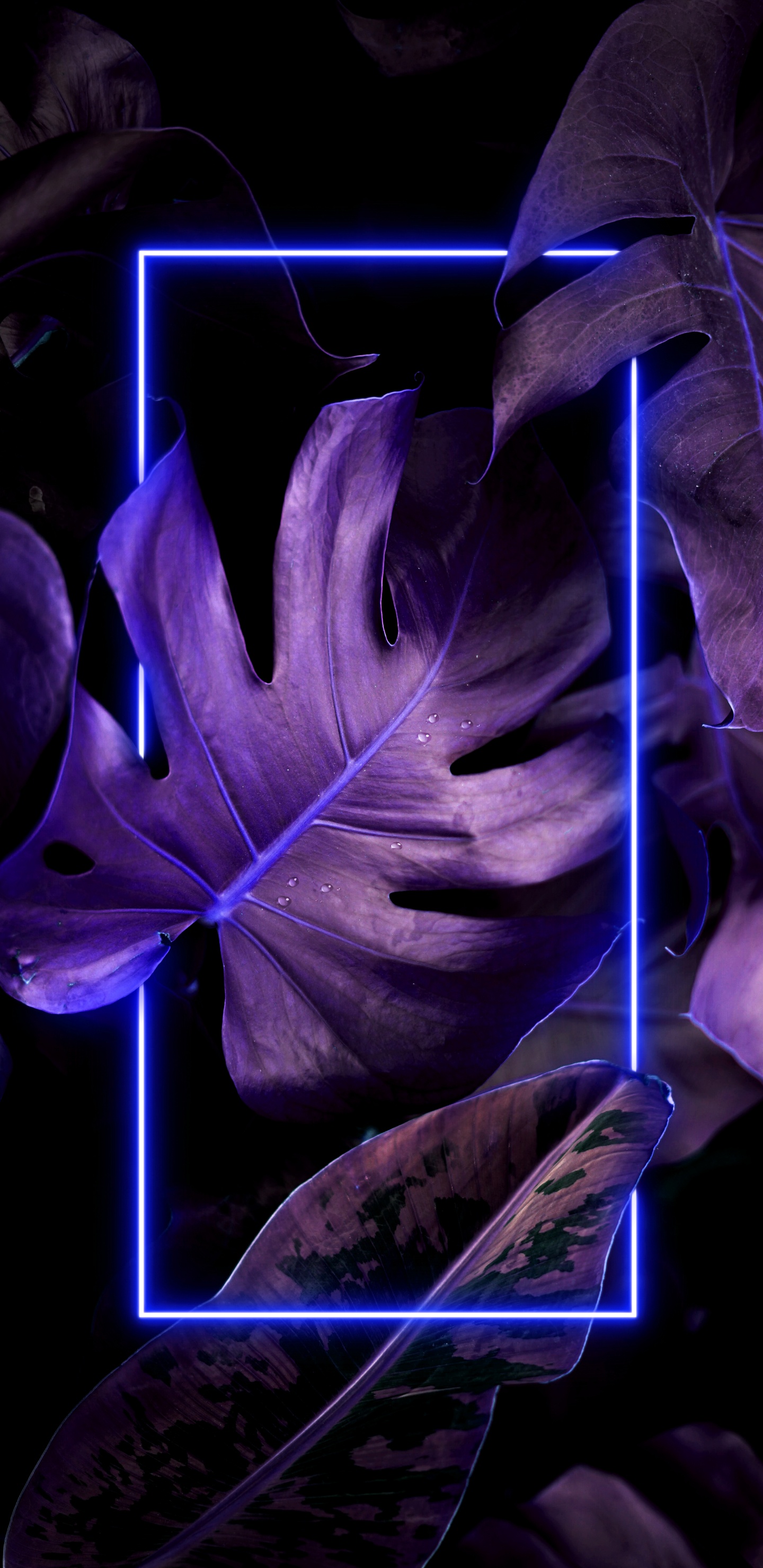 Dessin, Purple, Violette, Pétale, Art. Wallpaper in 1440x2960 Resolution