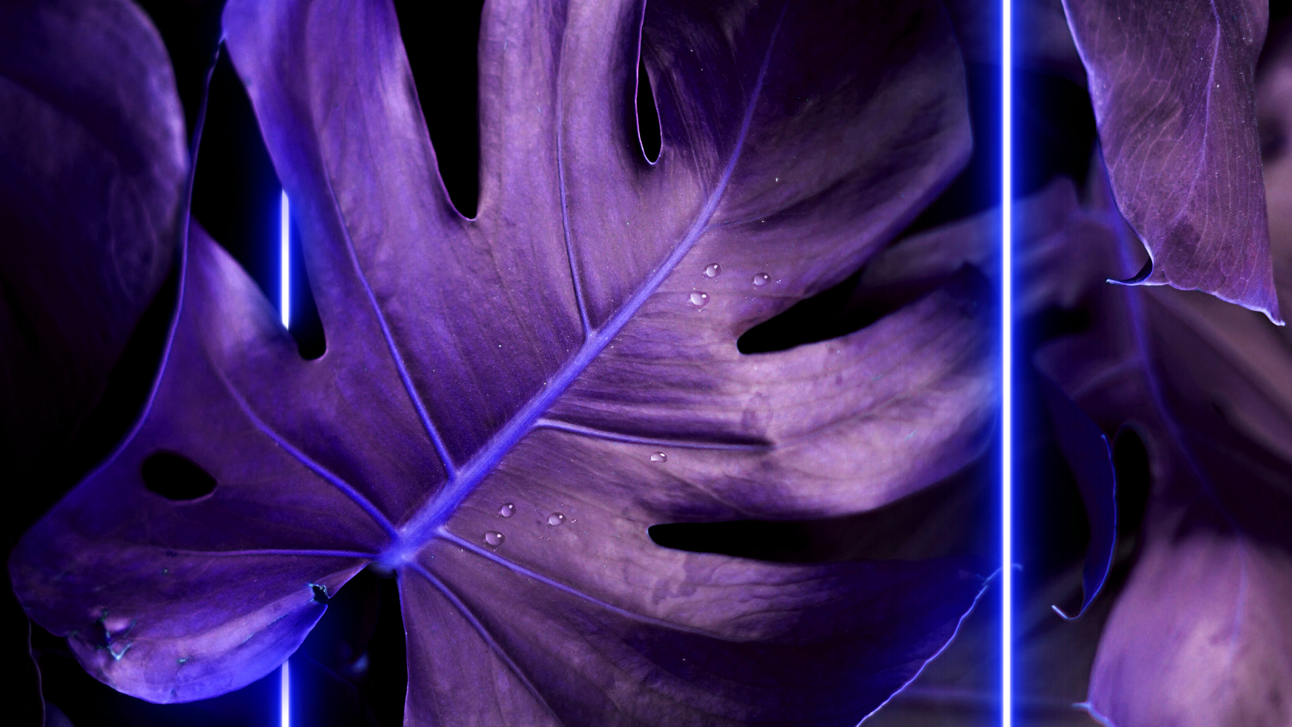 Dibujo, Morado, Violeta, Pétalo, Arte. Wallpaper in 2560x1440 Resolution