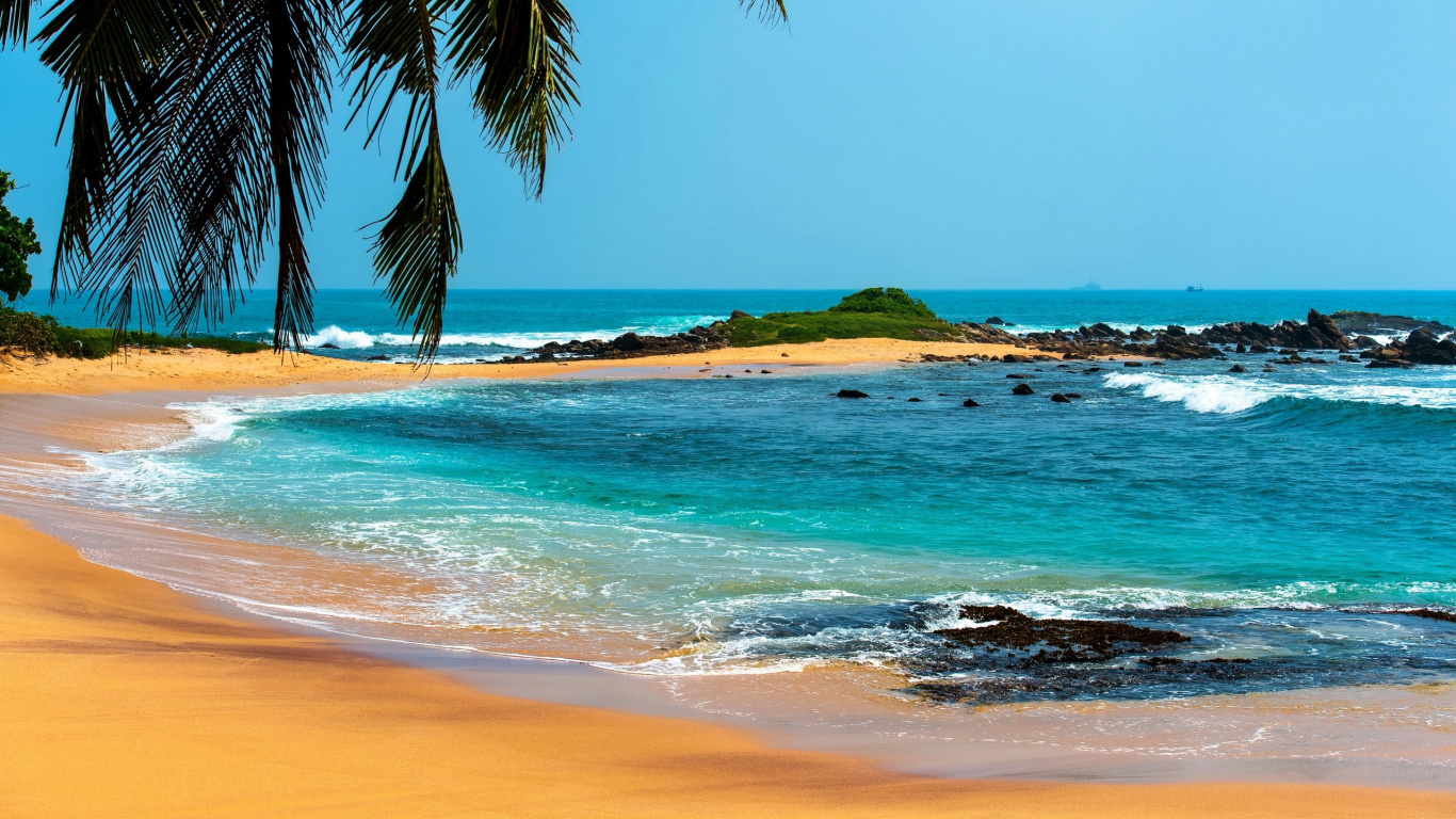 Green Palm Tree on Seashore During Daytime. Wallpaper in 1366x768 Resolution